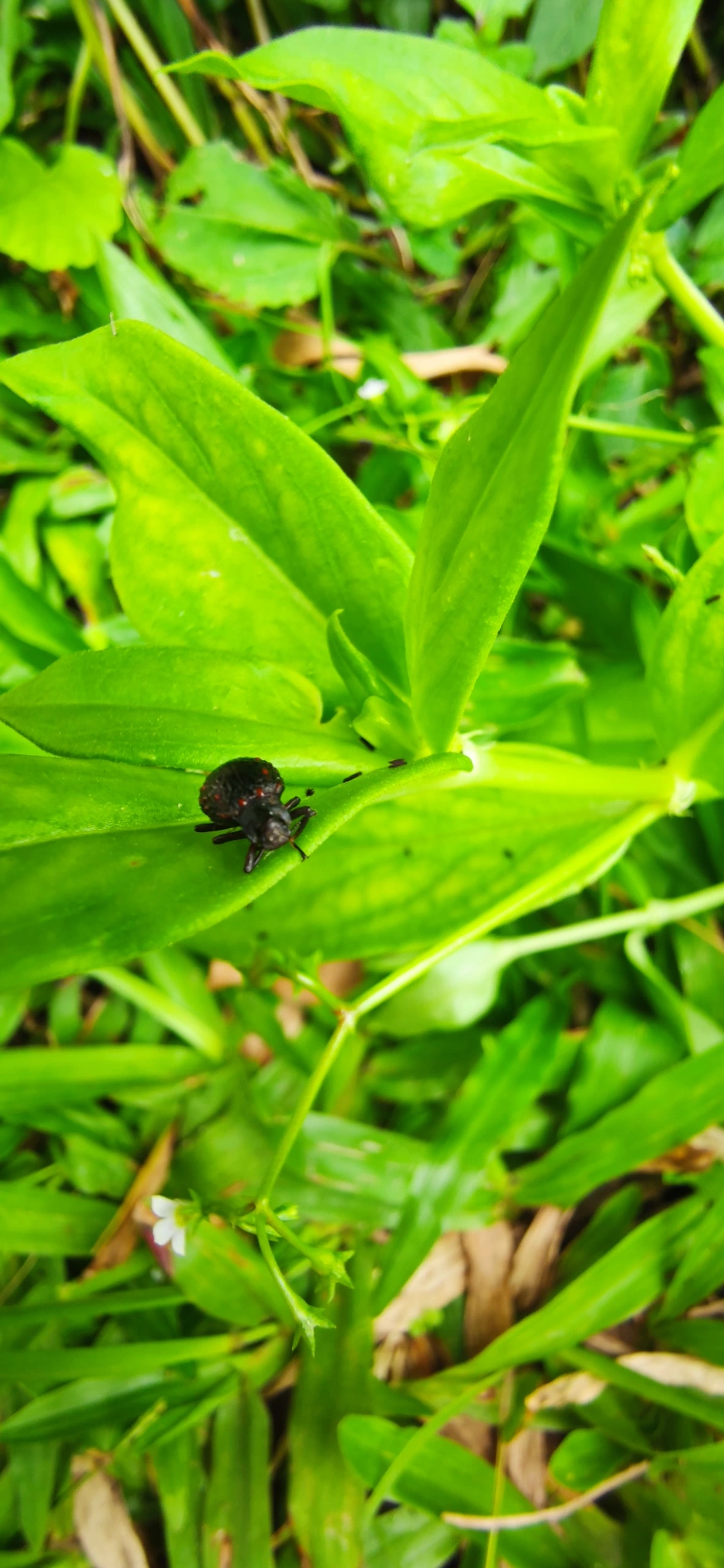 Xenius corallifer, insetos, fotografado em Maresias, São Sebastião