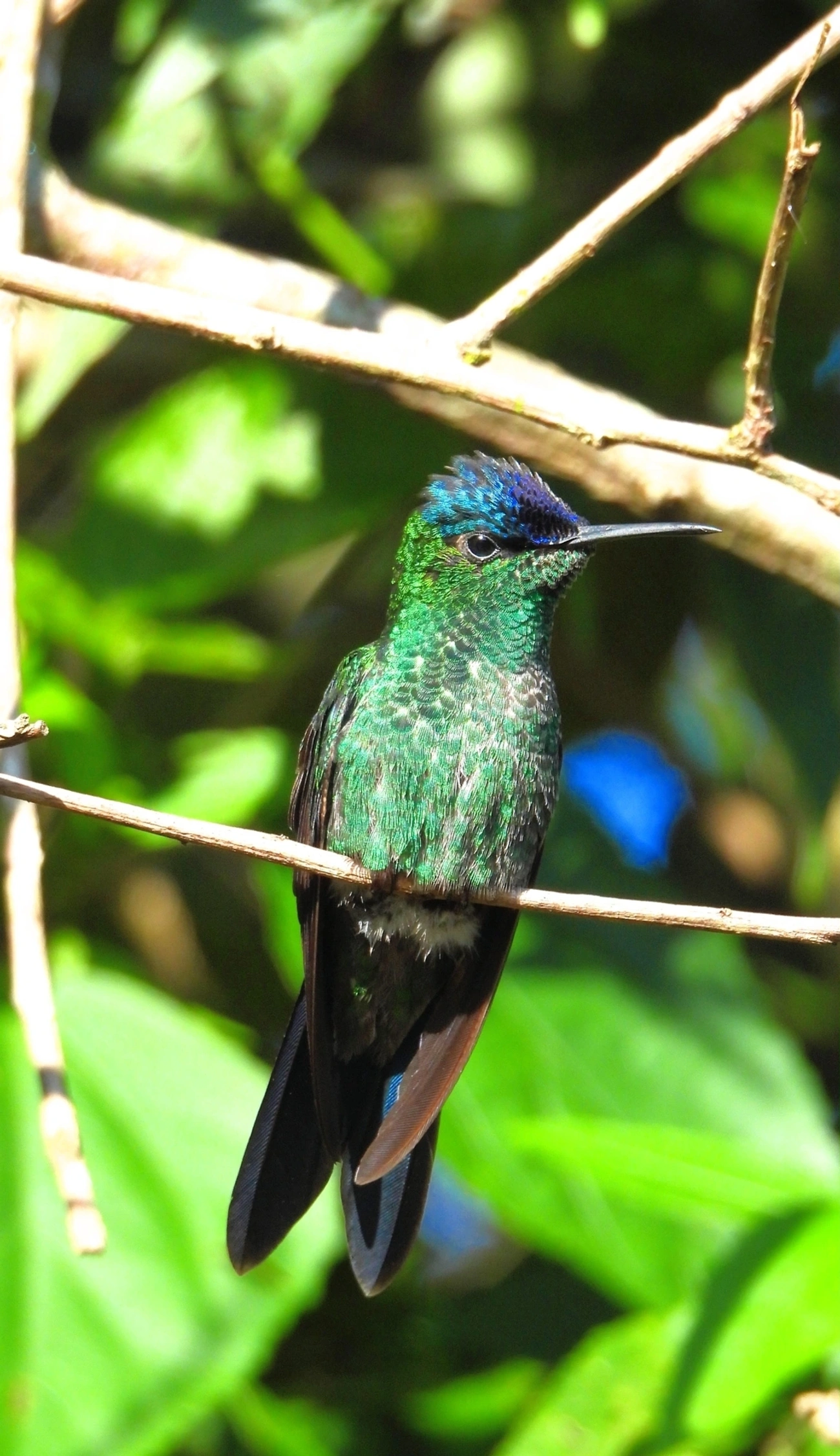 Beija-flor-de-fronte-violeta (Thalurania glaucopis), aves, fotografado em Maresias, São Sebastião