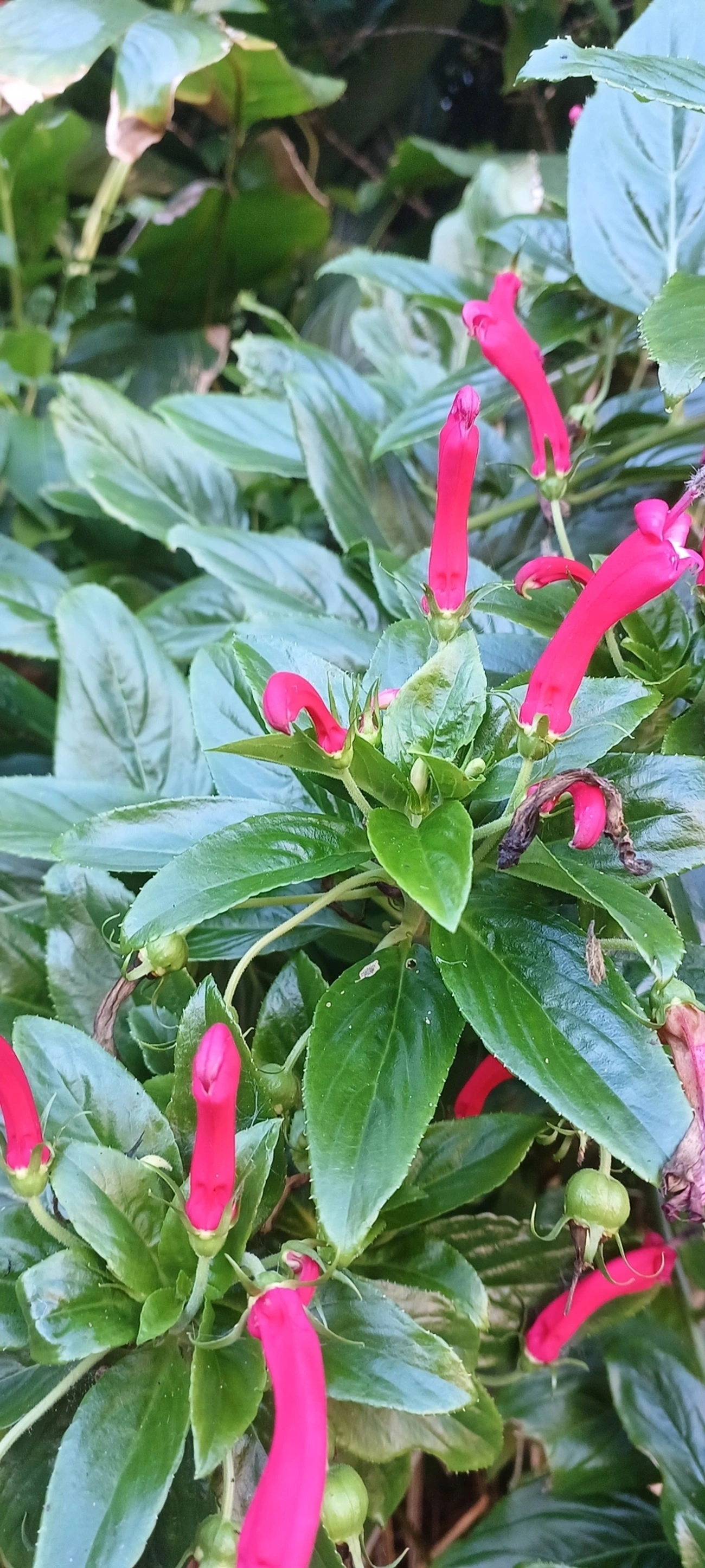 Centropogon cornutus, plantas, fotografado em Maresias, São Sebastião