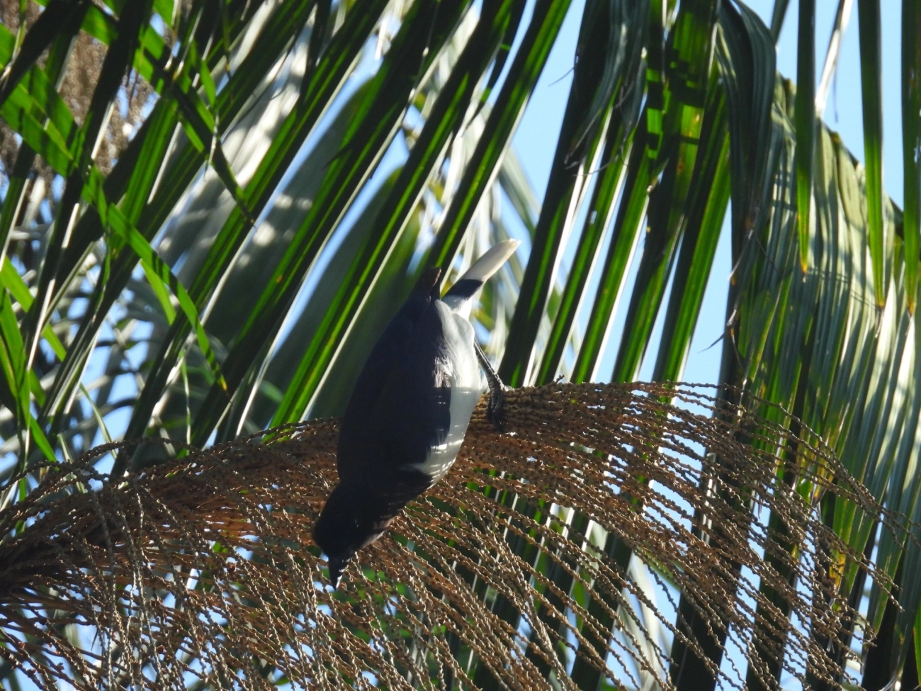 Gralha-do-campo (Cyanocorax cristatellus), aves, fotografado em Serrinha do Alambari
