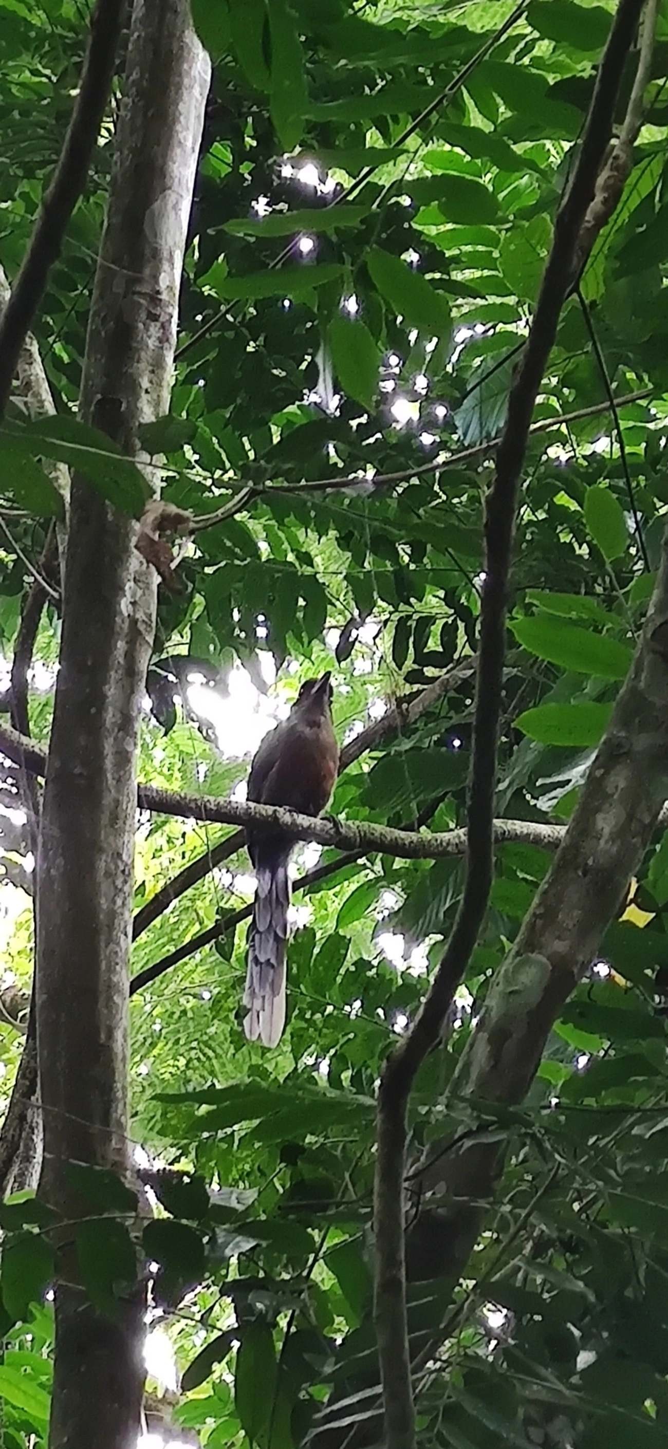 Juruva (Baryphthengus ruficapillus), aves, fotografado em Maresias, São Sebastião
