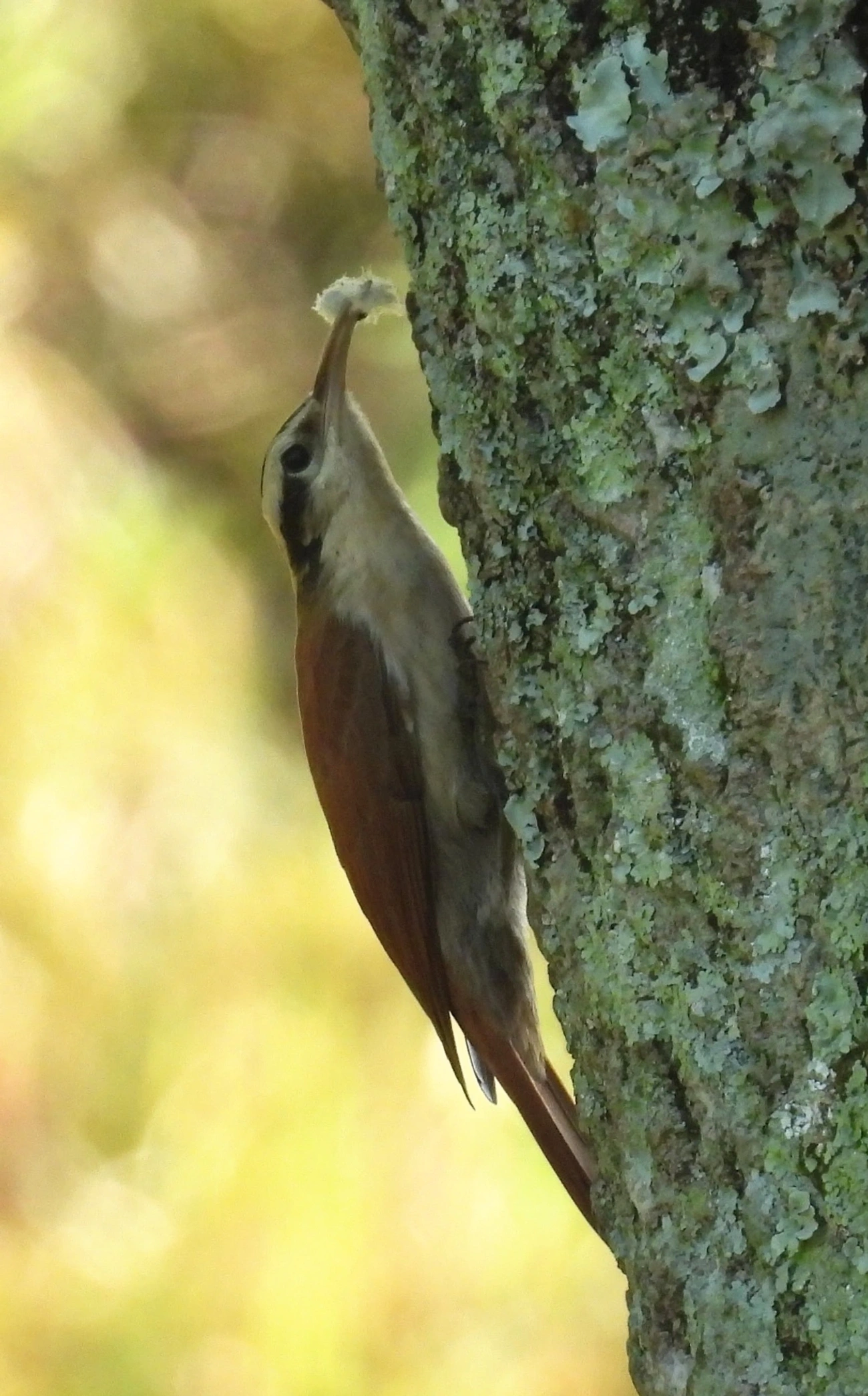 Arapaçu-do-cerrado (Lepidocolaptes angustirostris), aves, fotografado em Queluz