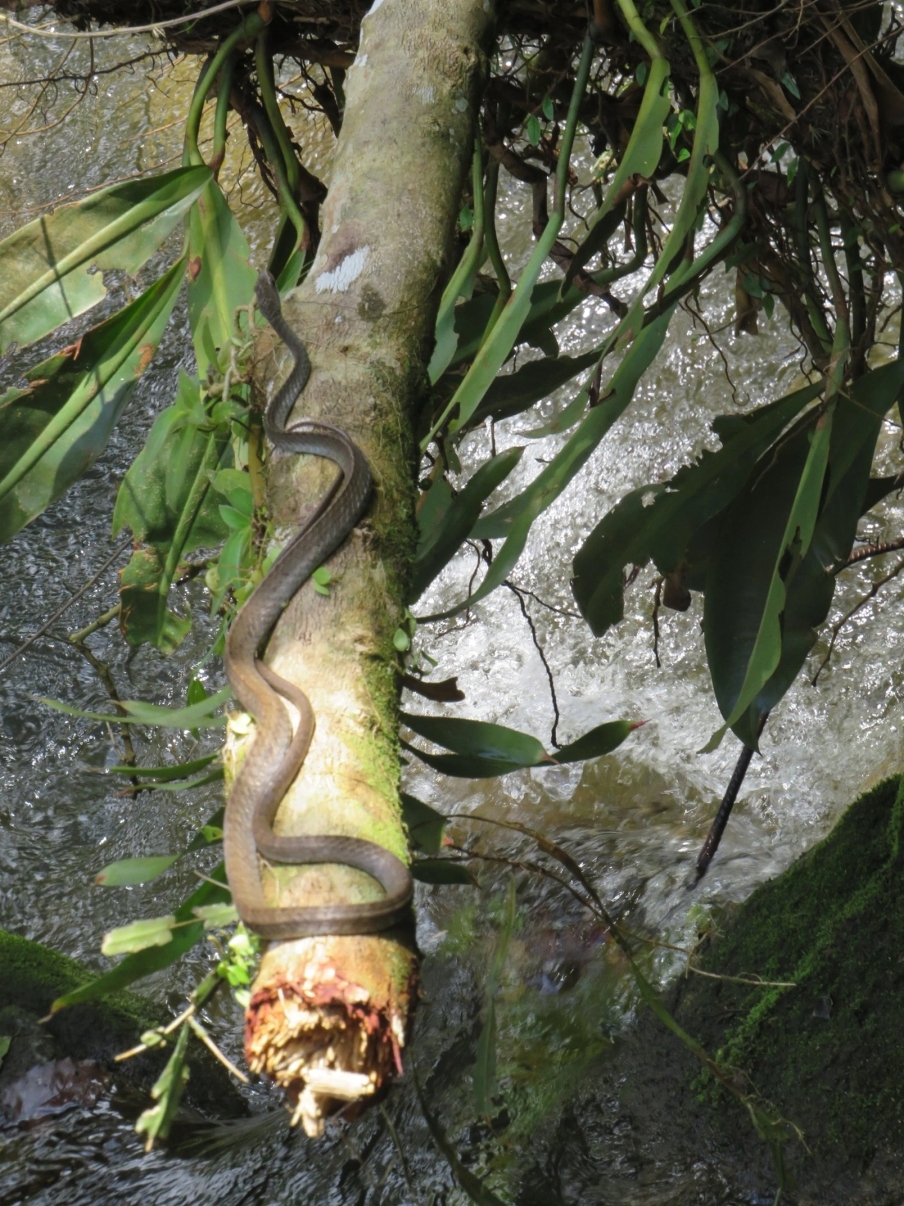 Urupiagara (Chironius fuscus), répteis, fotografado em Paúba, São Sebastião