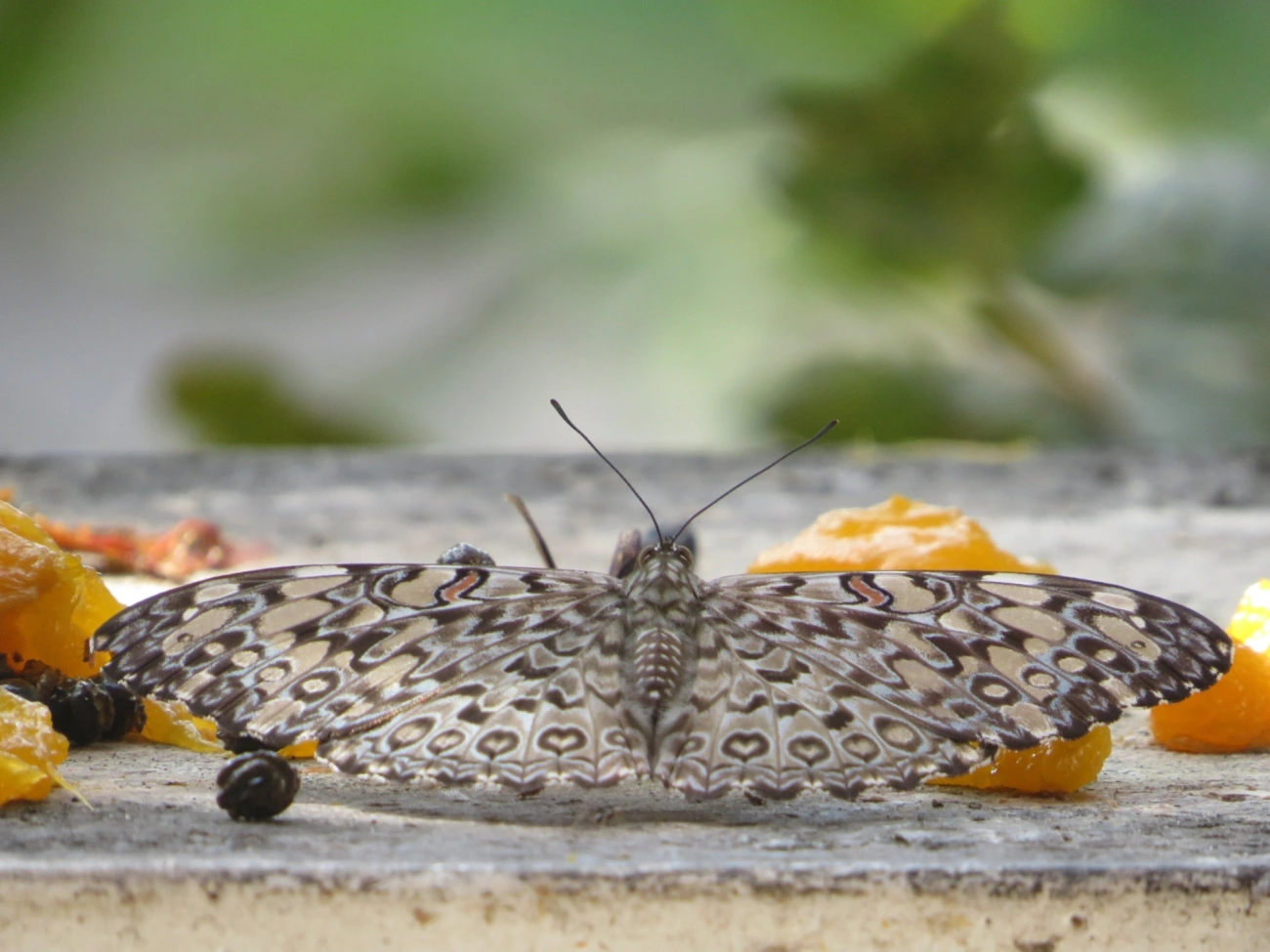 Borboleta-estaladeira (Hamadryas feronia), insetos, fotografado em Maresias, São Sebastião