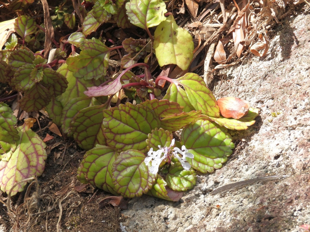 Plectranthus, plantas, fotografado em Maromba, Visconde de Mauá