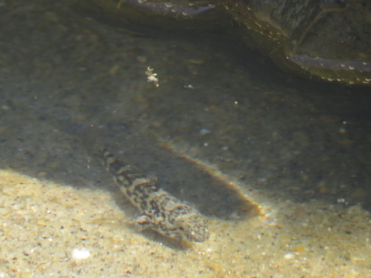 Góbio-de-estuário-americano (Bathygobius soporator), peixes, fotografado em Maresias, São Sebastião