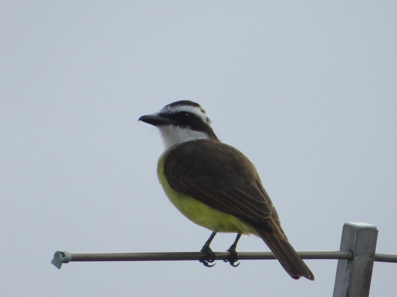Bem-te-vi (Pitangus sulphuratus), aves, fotografado em Indaiá, Caraguatatuba