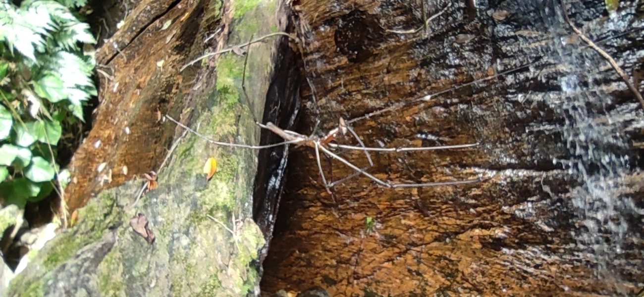 Aranhas-dos-Juncos (Tetragnatha), aracnídeos, fotografado em Maresias, São Sebastião