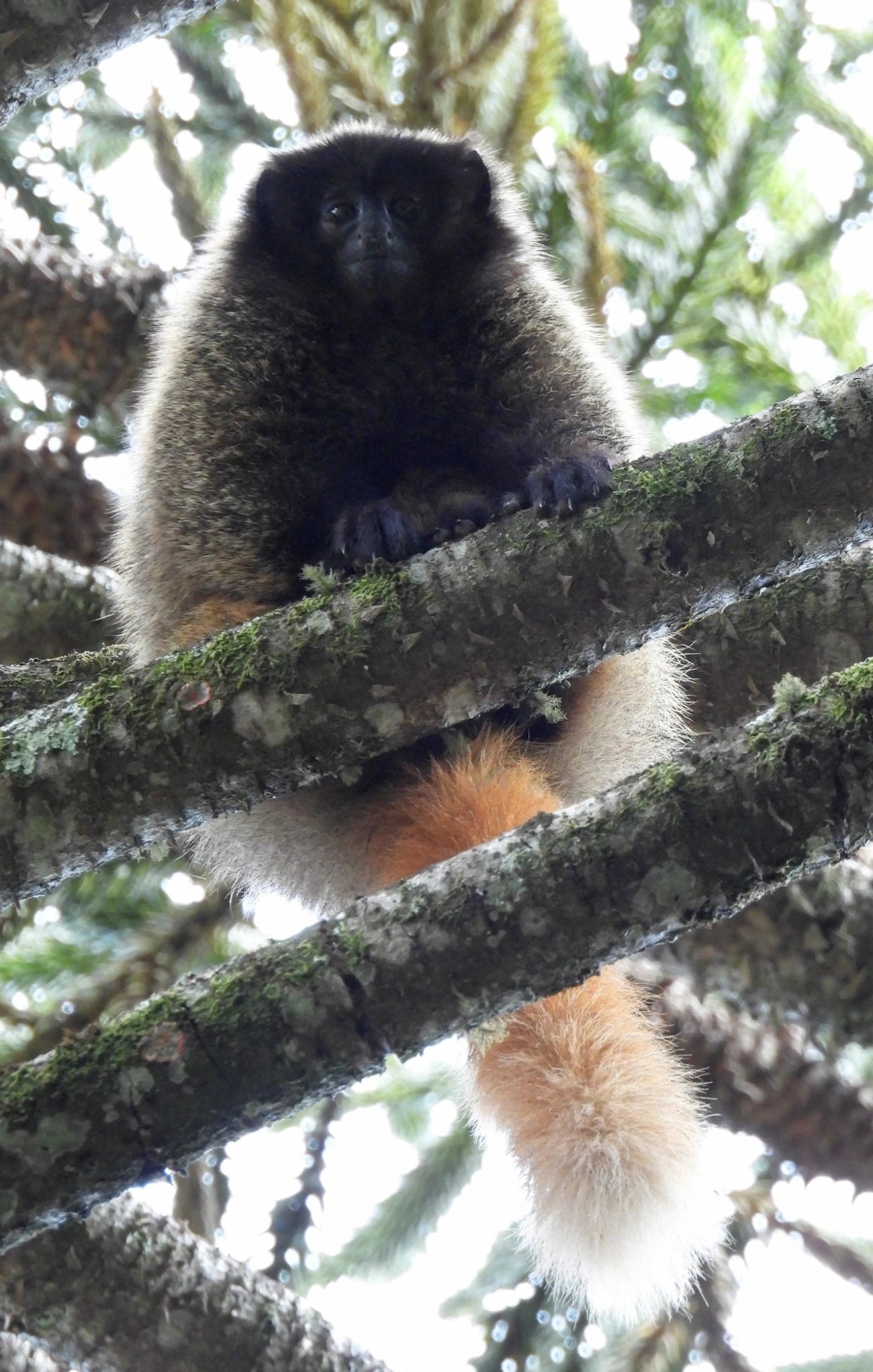 Titi-da-cara-preta (Callicebus nigrifrons), mamíferos, fotografado em Itamonte
