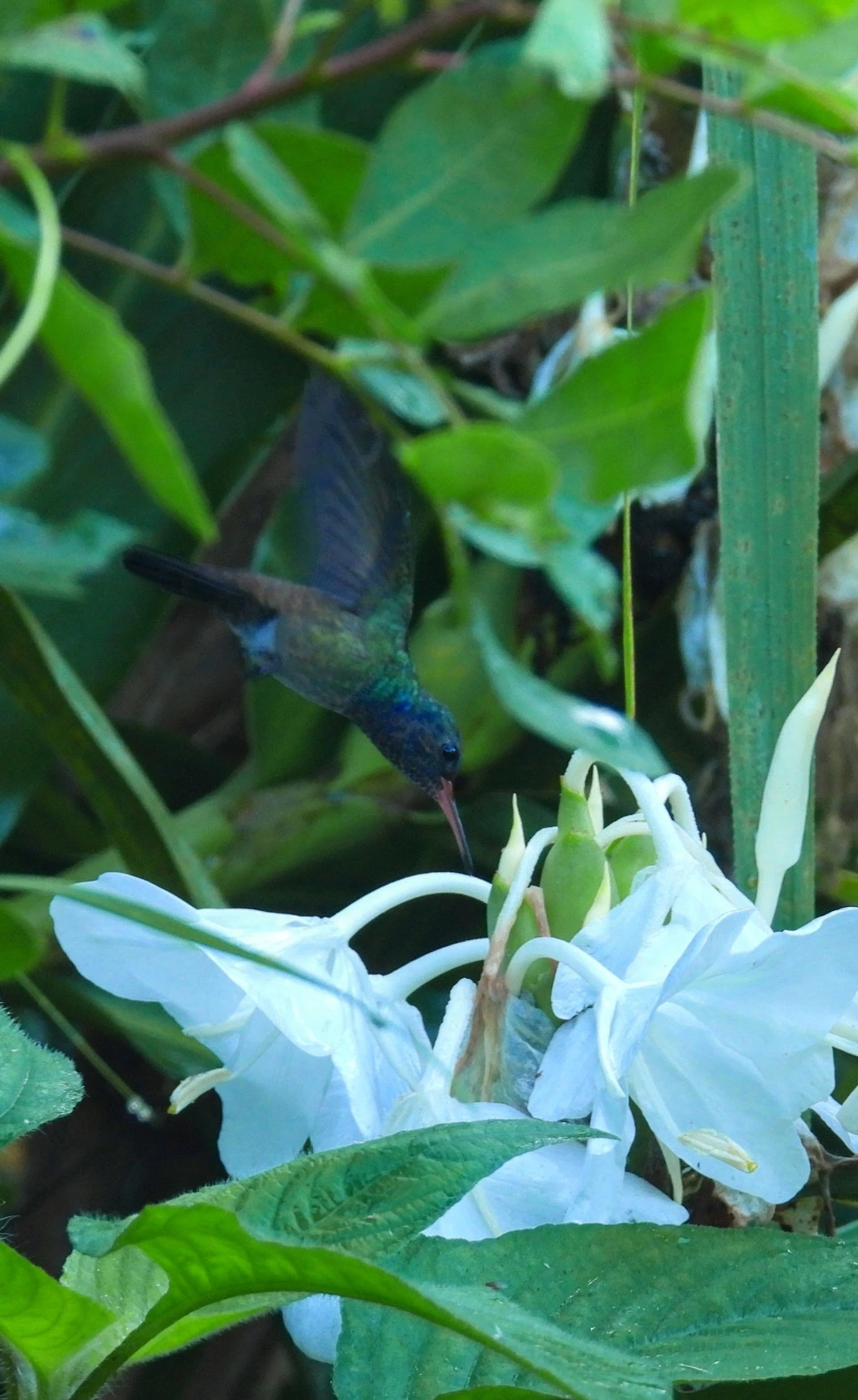 Beija-flor-roxo (Chlorestes cyanus), aves, fotografado em Maresias, São Sebastião