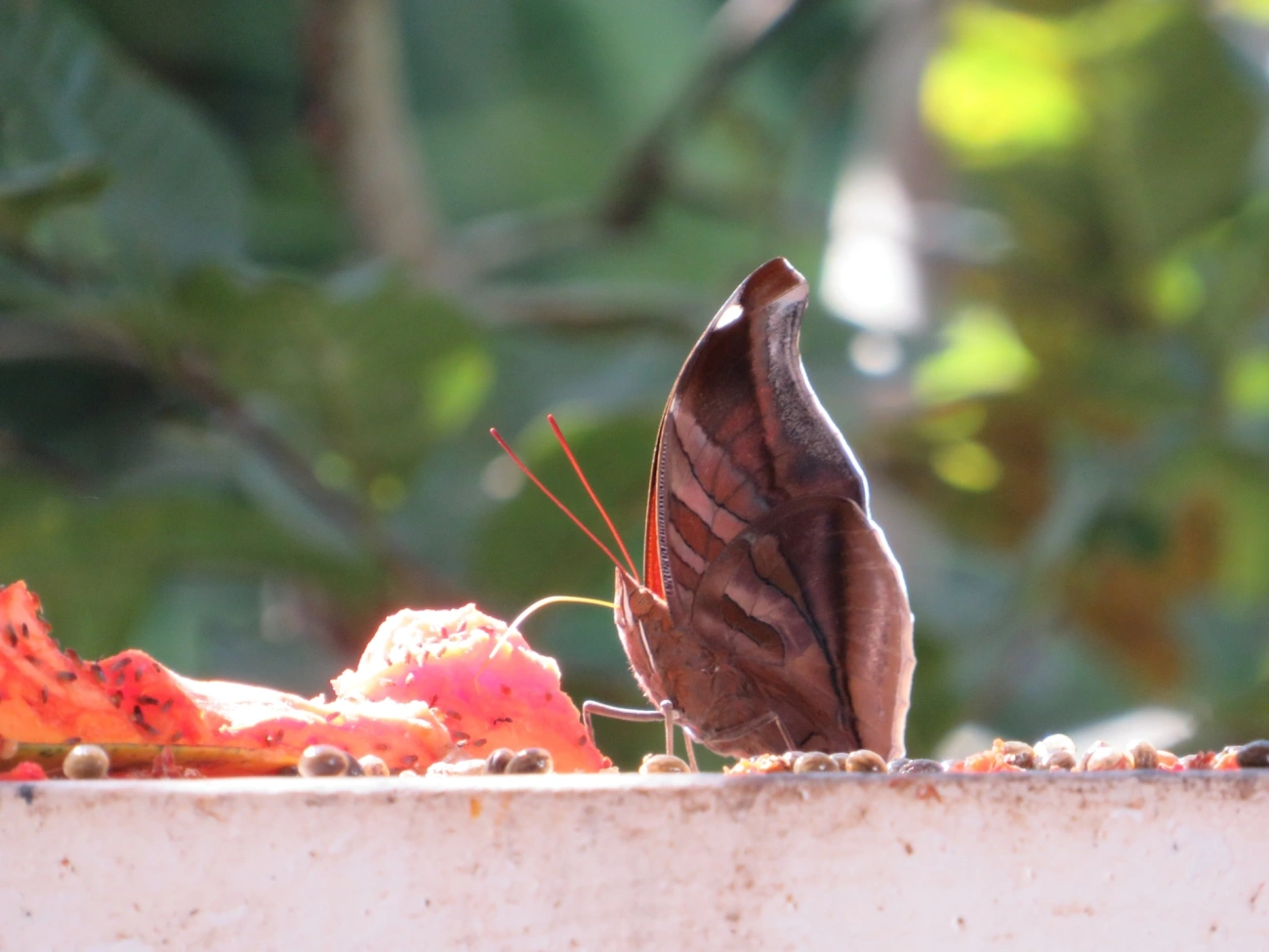 Historis odius, insetos, fotografado em Maresias, São Sebastião