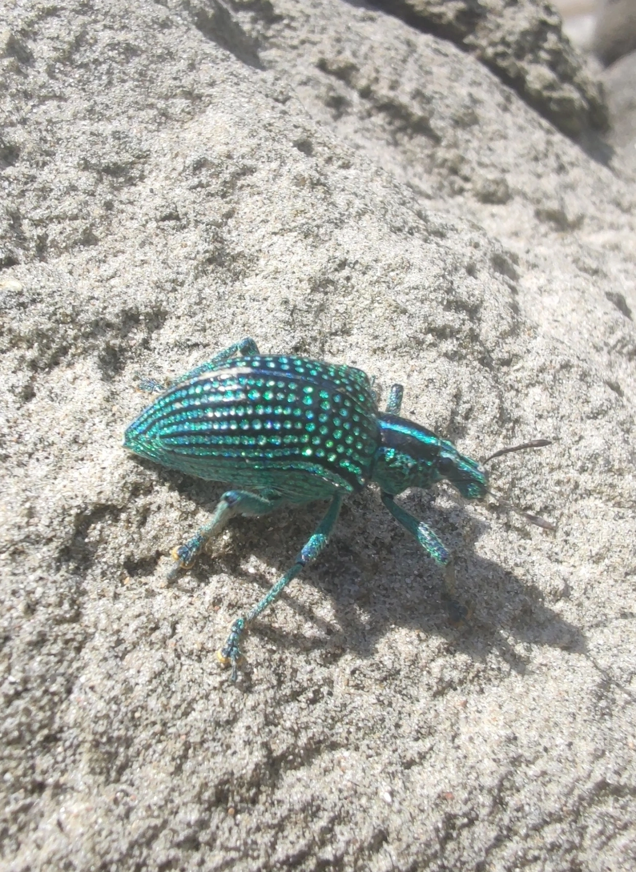 Gorgulho-diamante (Entimus imperialis), insetos, fotografado em Maresias, São Sebastião