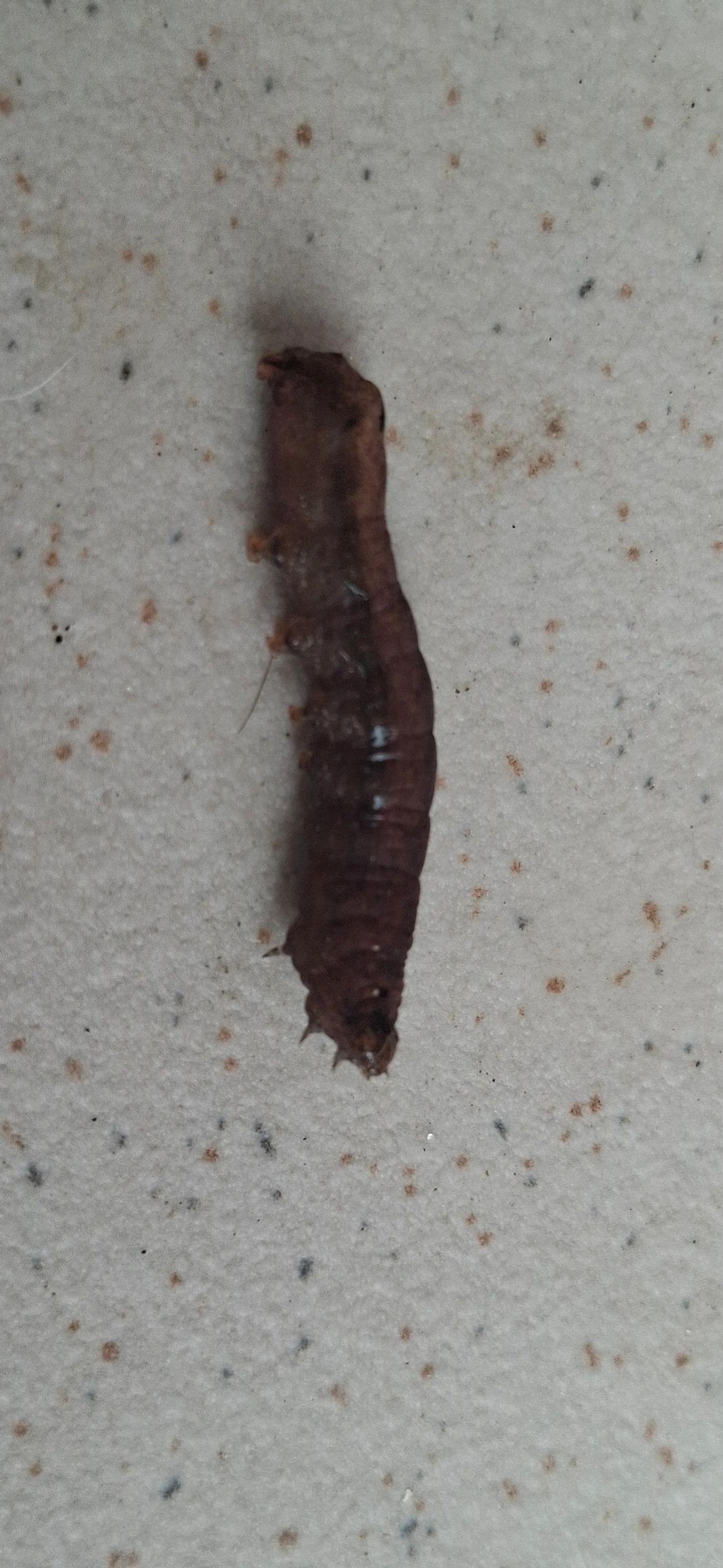 Spodoptera, insetos, fotografado em Maresias, São Sebastião