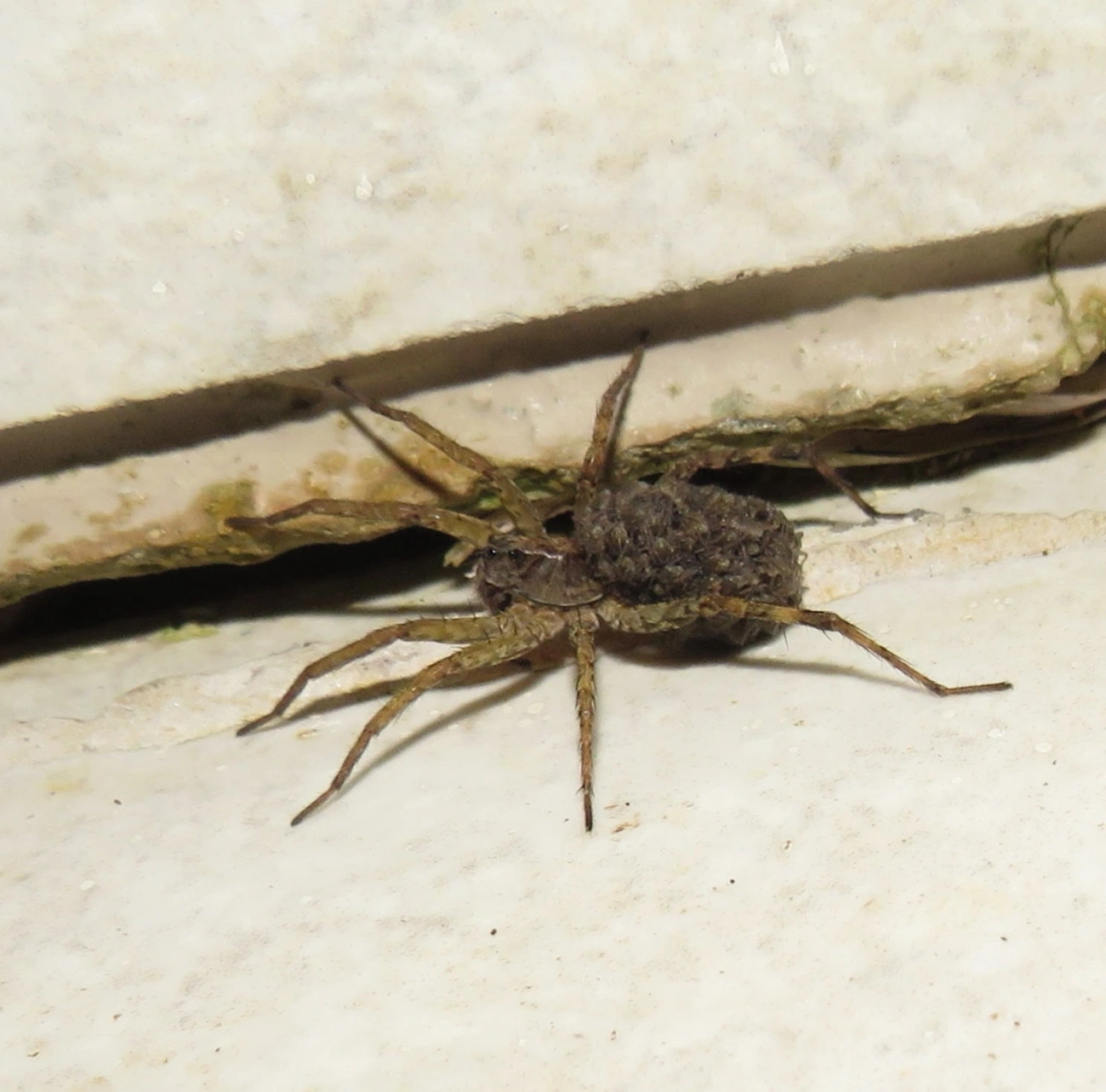 Lycosinae, aracnídeos, fotografado em Maresias, São Sebastião