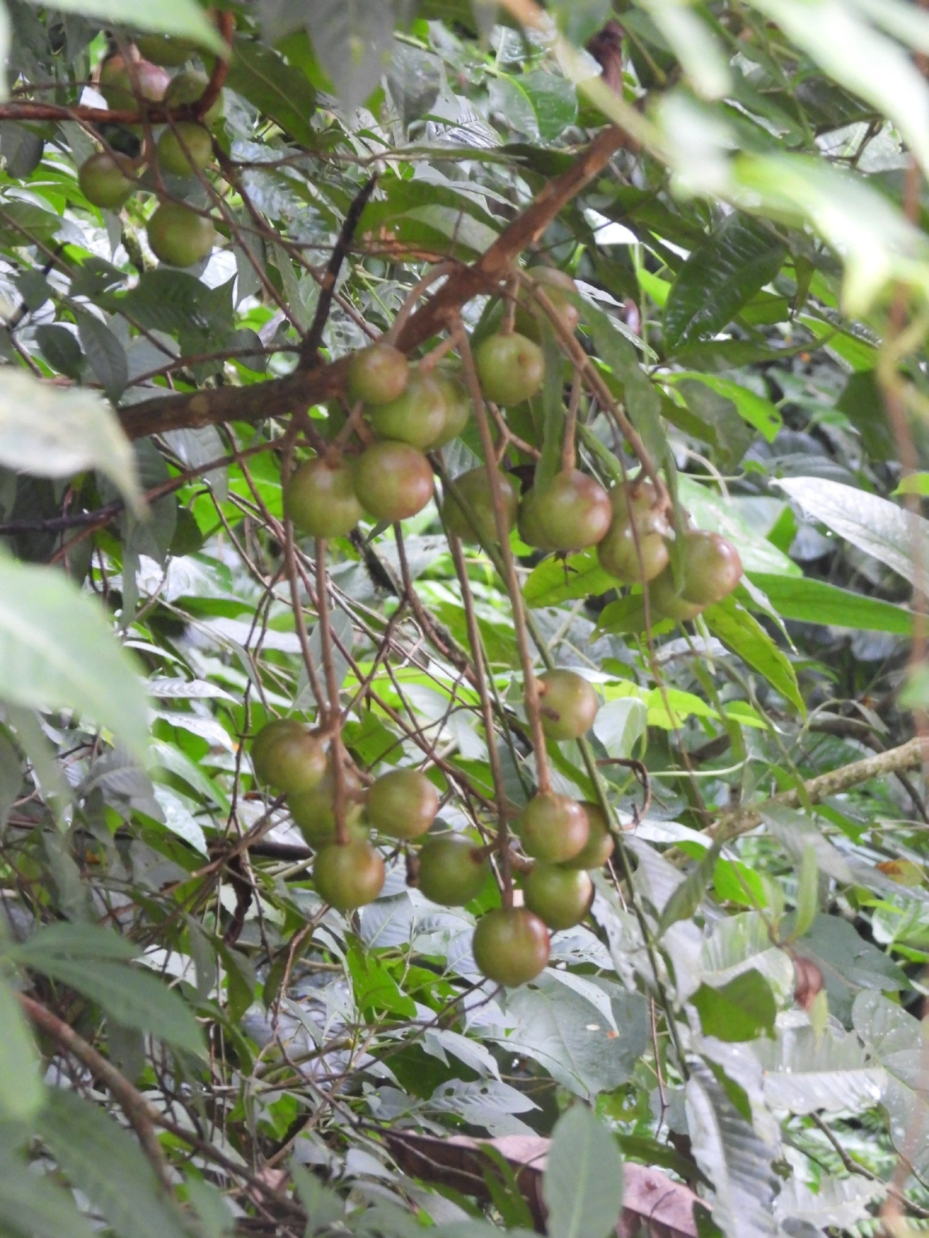 Canjerana (Cabralea canjerana), plantas, fotografado em Boiçucanga, São Sebastião