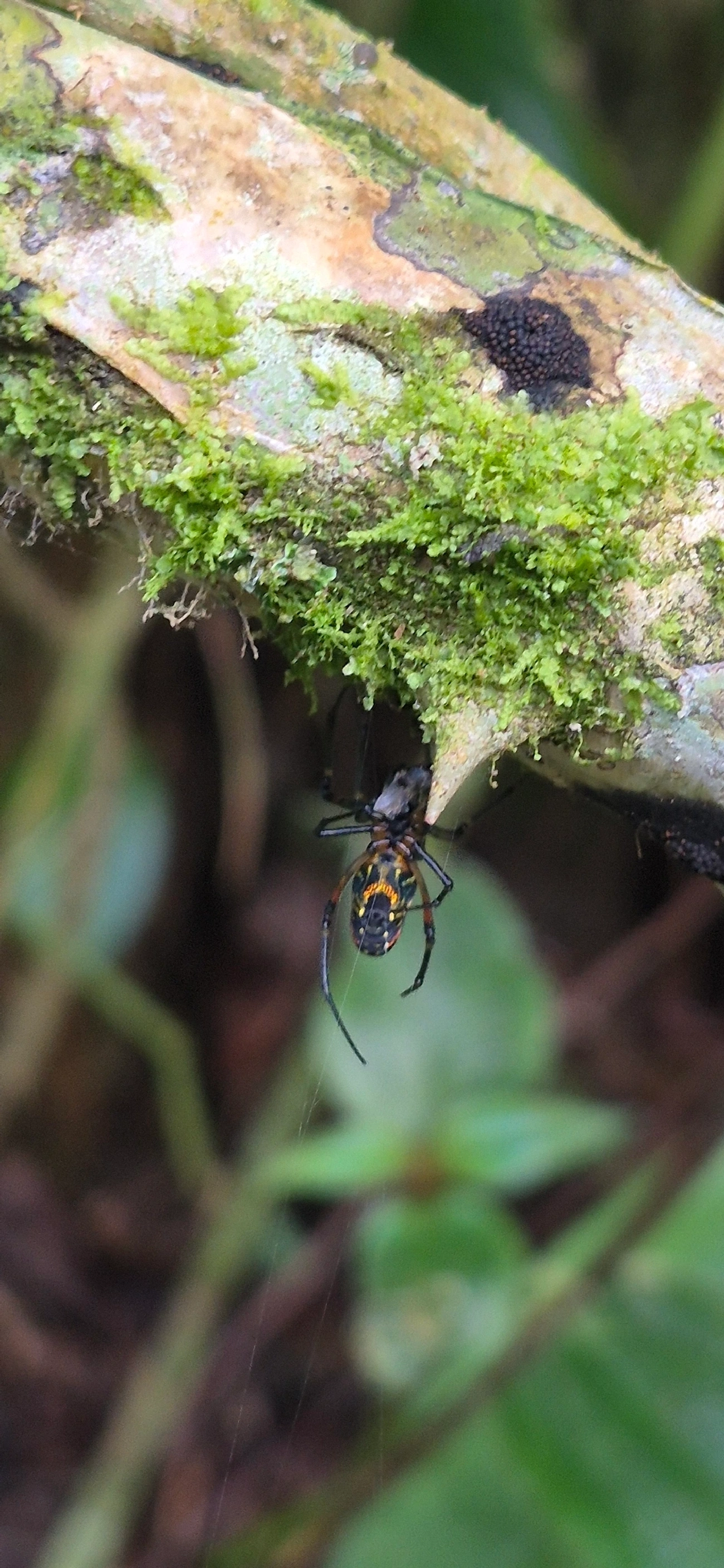 Leucauge, aracnídeos, fotografado em Camburí, São Sebastião