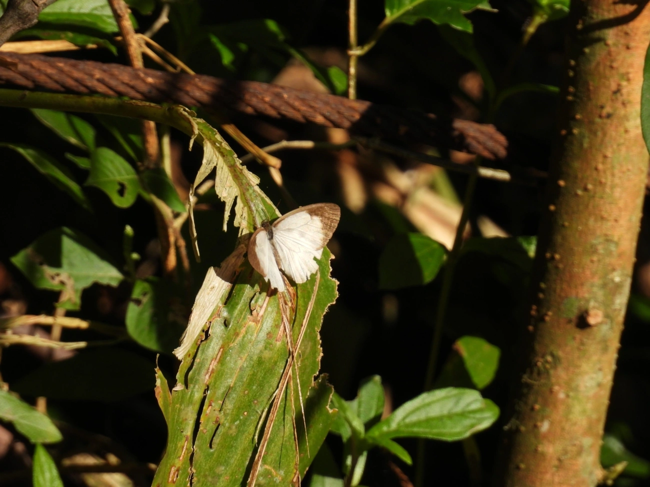 Pareuptychia, insetos, fotografado em Maresias, São Sebastião