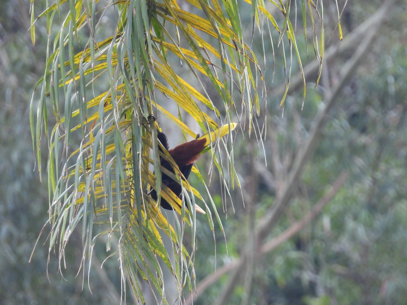 Japu (Psarocolius decumanus), aves, fotografado em Resende