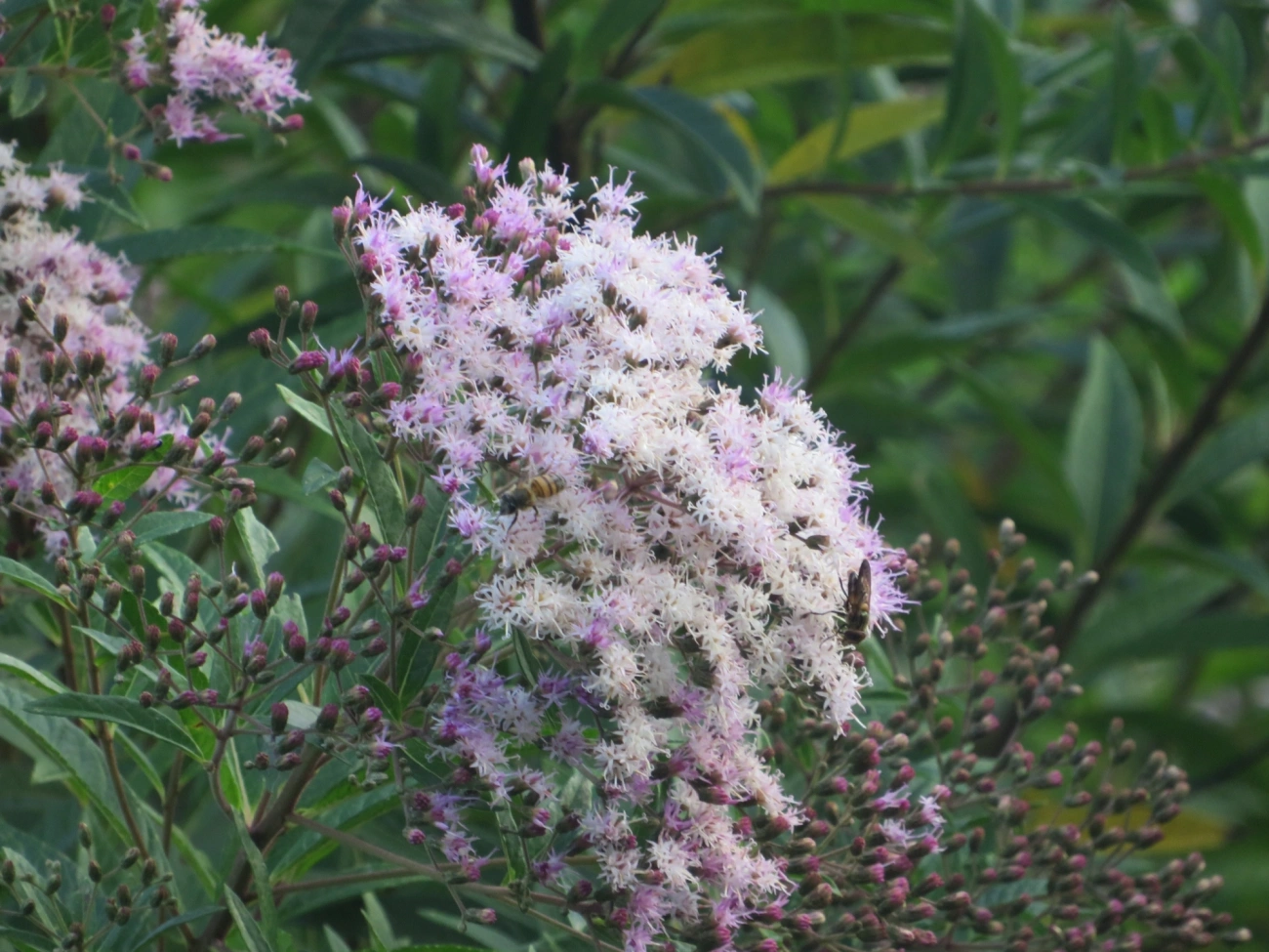 Assa-peixes (Vernonanthura), plantas, fotografado em Maresias, São Sebastião