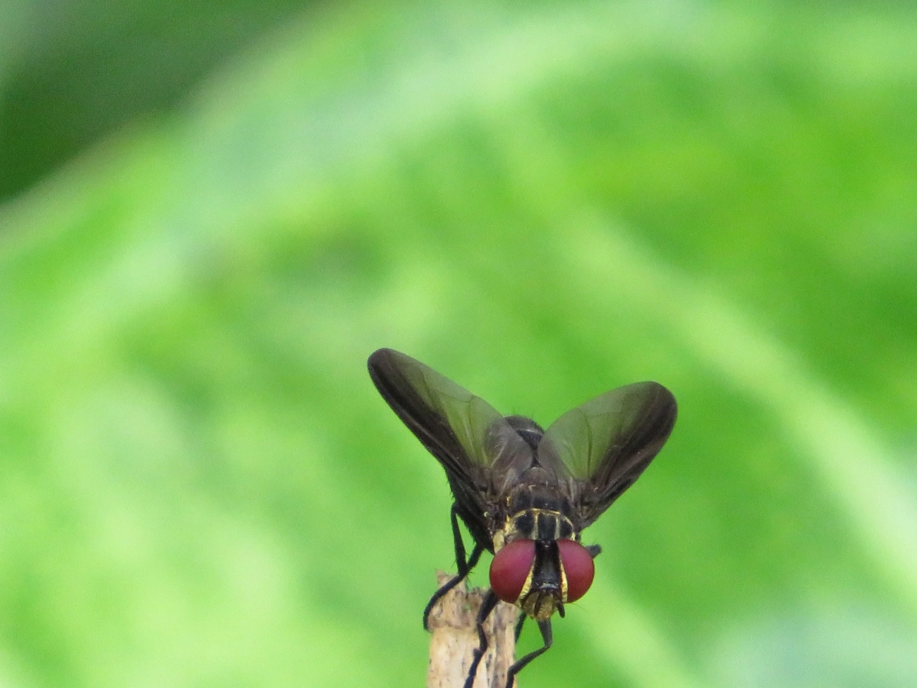 Phasiinae, insetos, fotografado em Maresias, São Sebastião