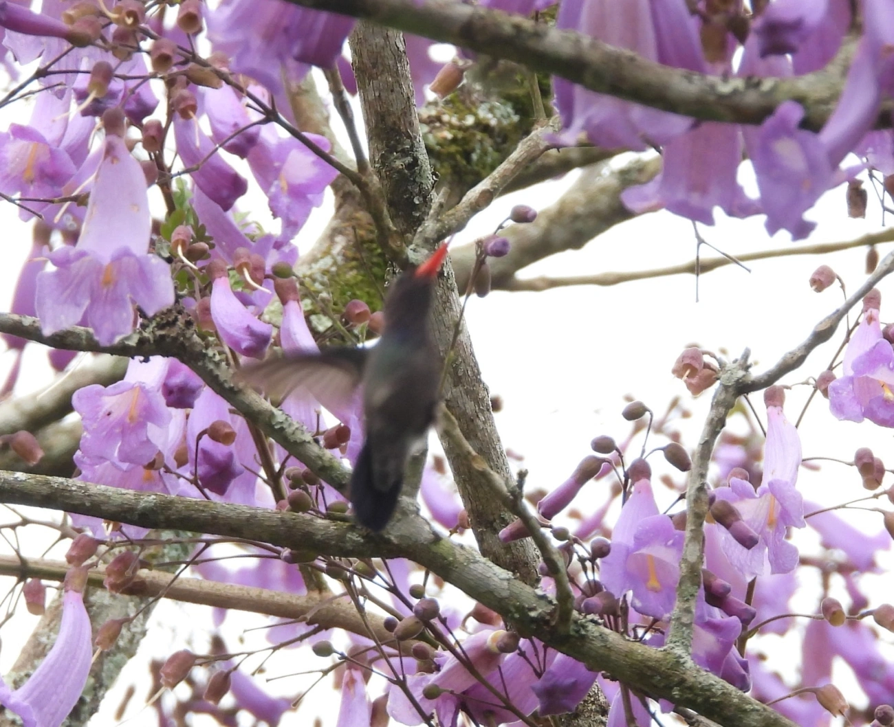 Beija-flor-roxo (Chlorestes cyanus), aves, fotografado em São Sebastião