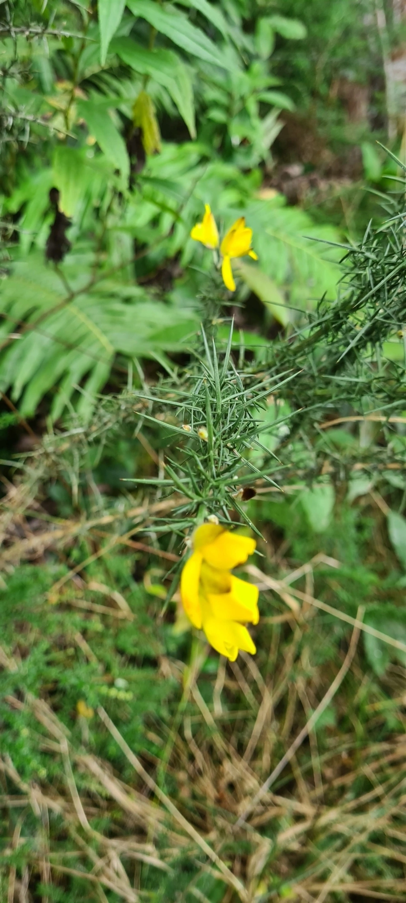 Tojo (Ulex europaeus), plantas, fotografado em Campos do Jordão