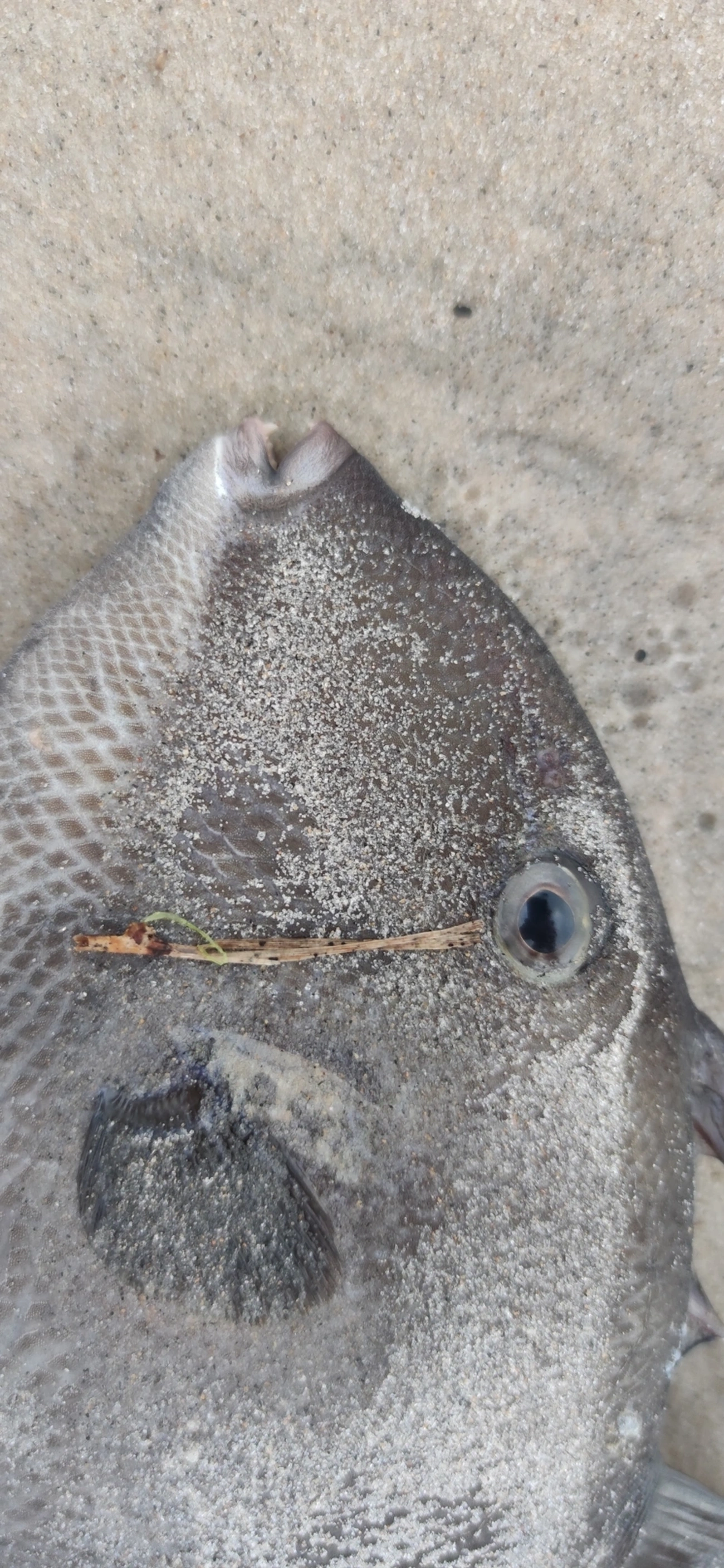 Cangulo (Balistes capriscus), peixes, fotografado em Maresias, São Sebastião