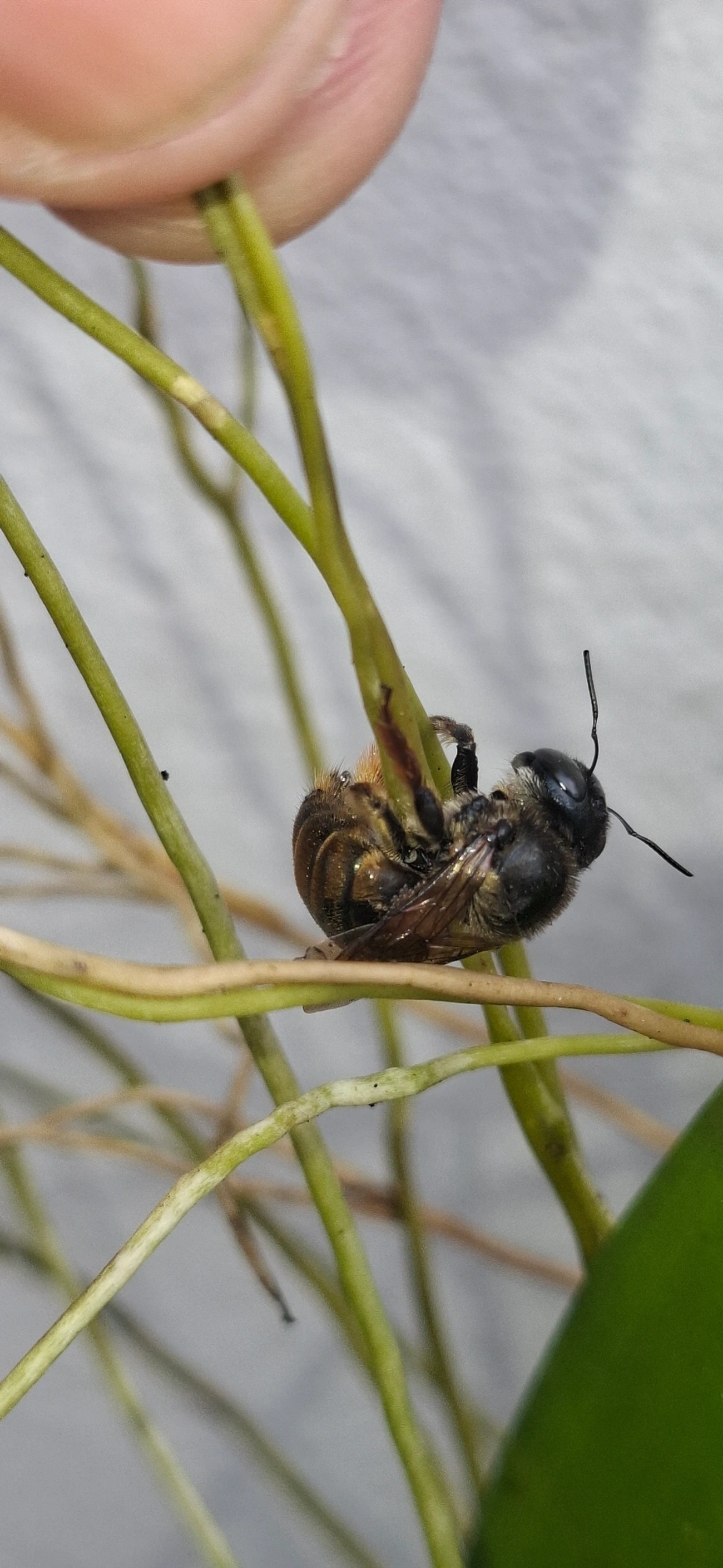 Schonnherria, insetos, fotografado em Maresias, São Sebastião