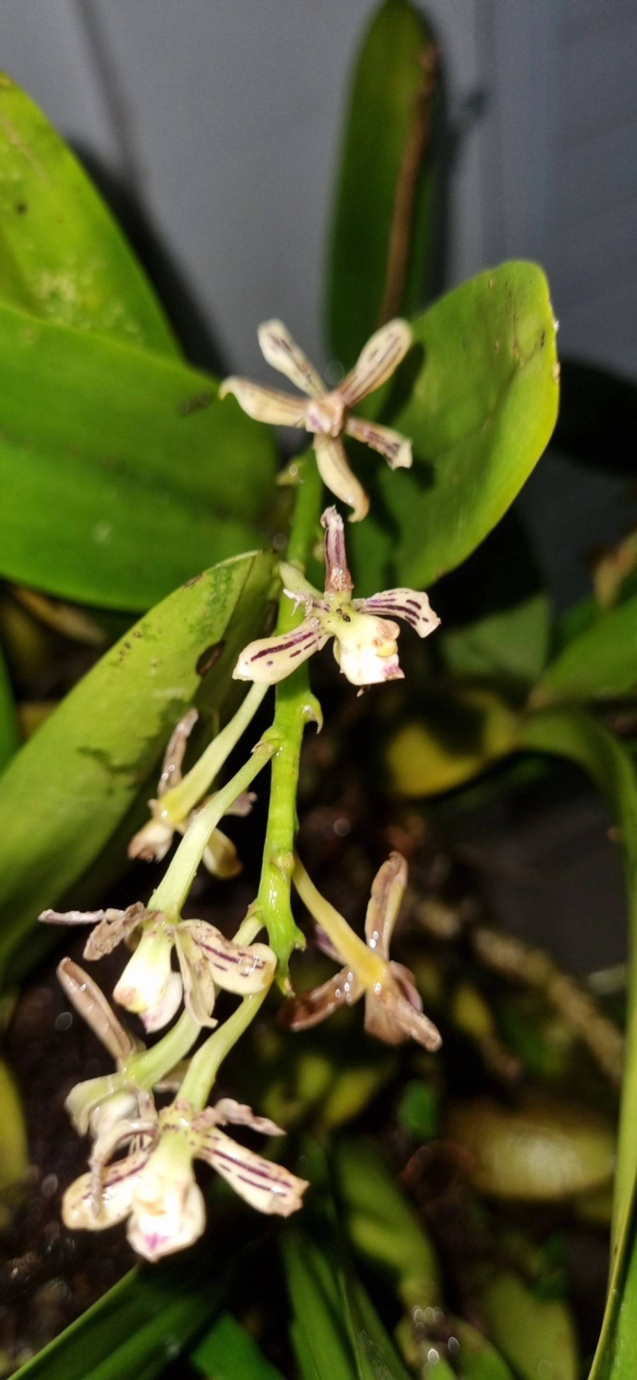 Orquídea-vespa (Prosthechea vespa), plantas, fotografado em Maresias, São Sebastião