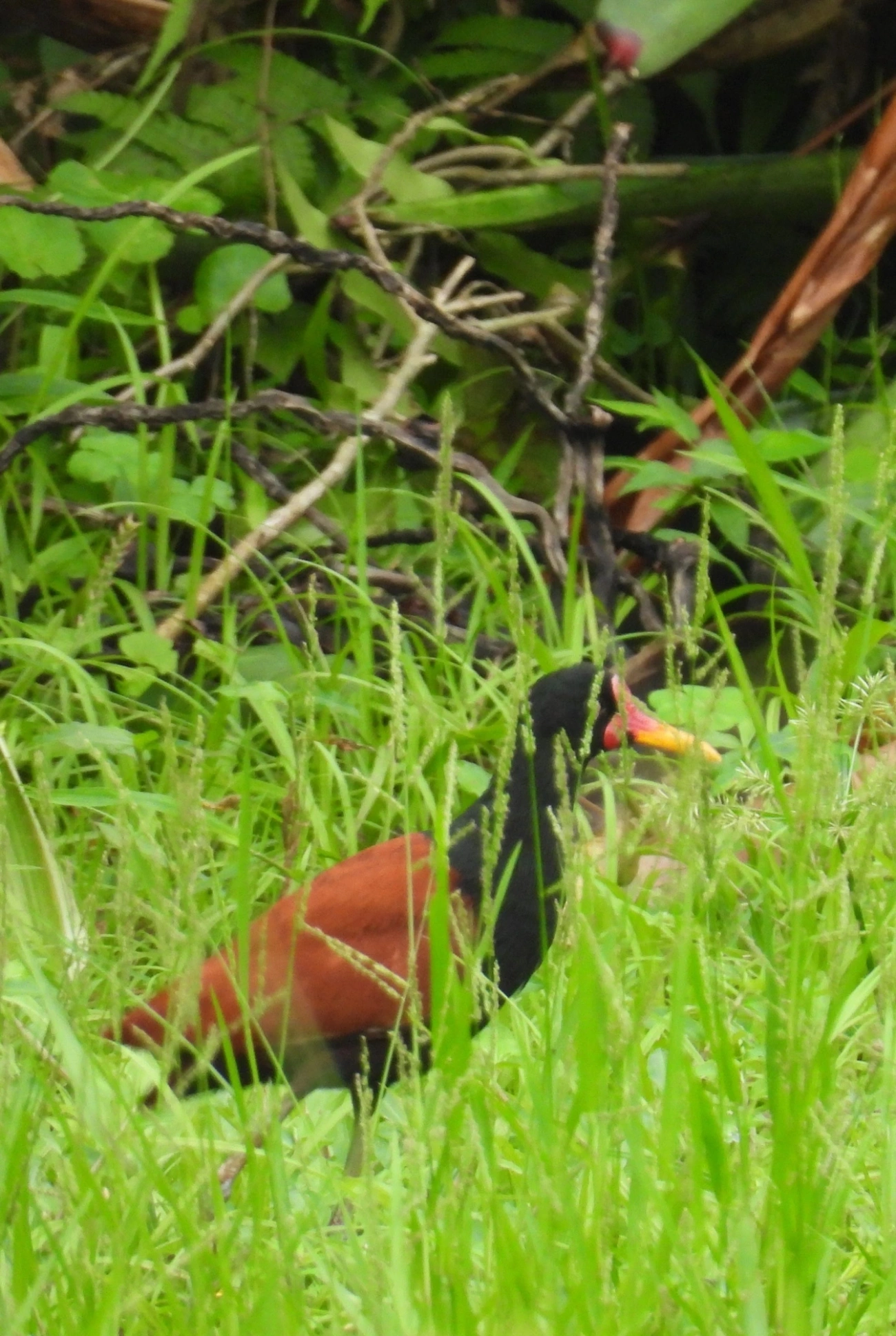 Jaçanã (Jacana jacana), aves, fotografado em Maresias, São Sebastião
