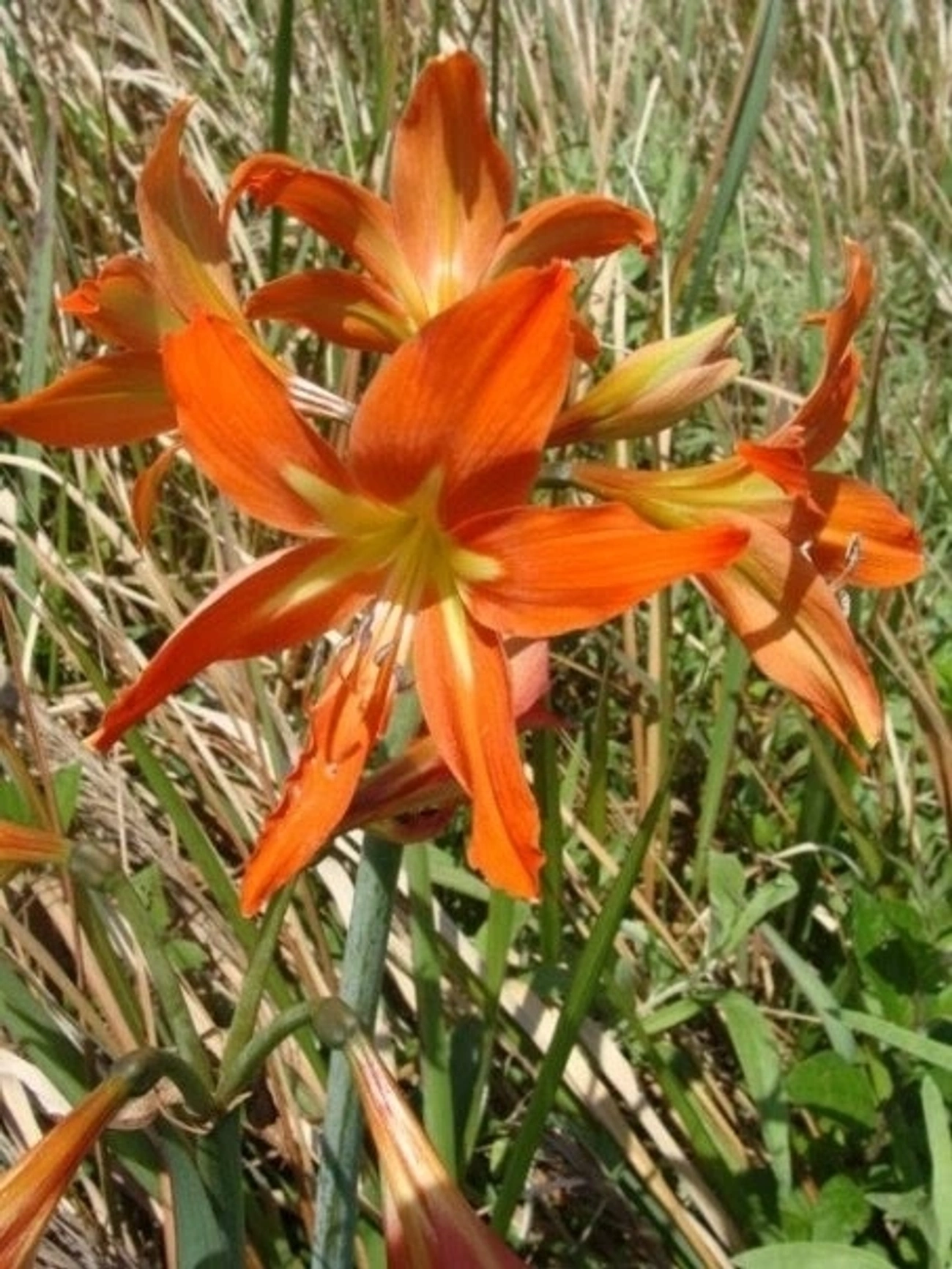 Amarílis (Hippeastrum), plantas, fotografado em Caputera, Caraguatatuba