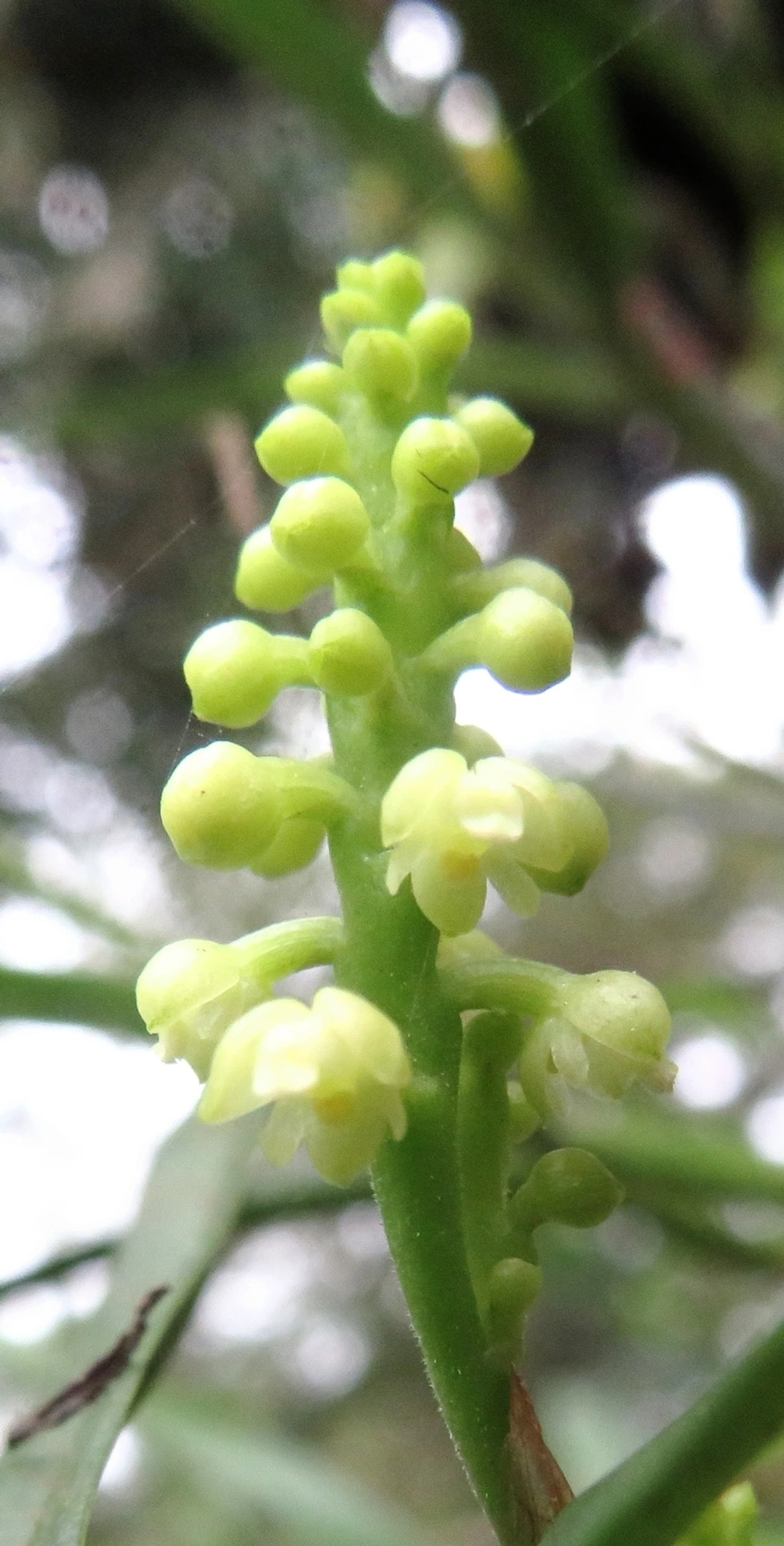 Polystachya, plantas, fotografado em Maresias, São Sebastião