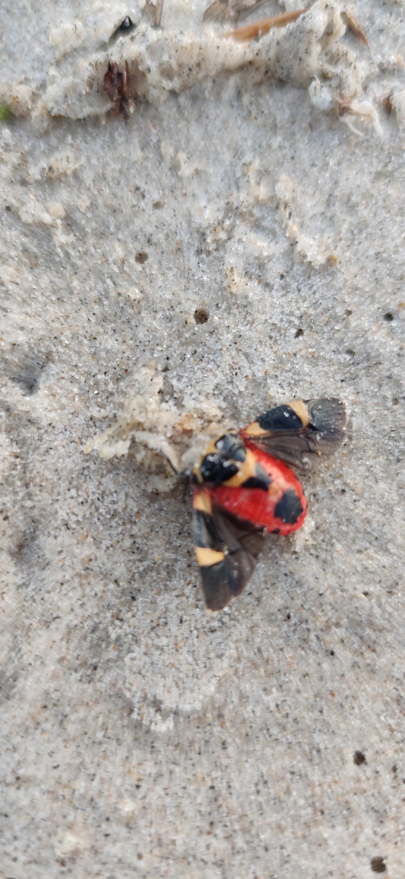 Arocera, insetos, fotografado em São Sebastião
