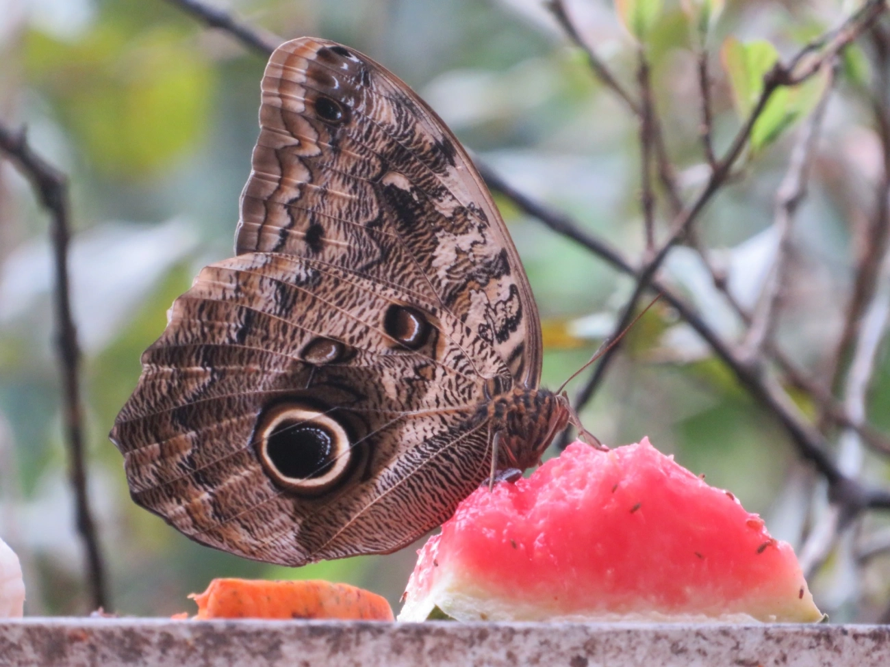 Borboleta-coruja (Caligo brasiliensis), insetos, fotografado em Maresias, São Sebastião