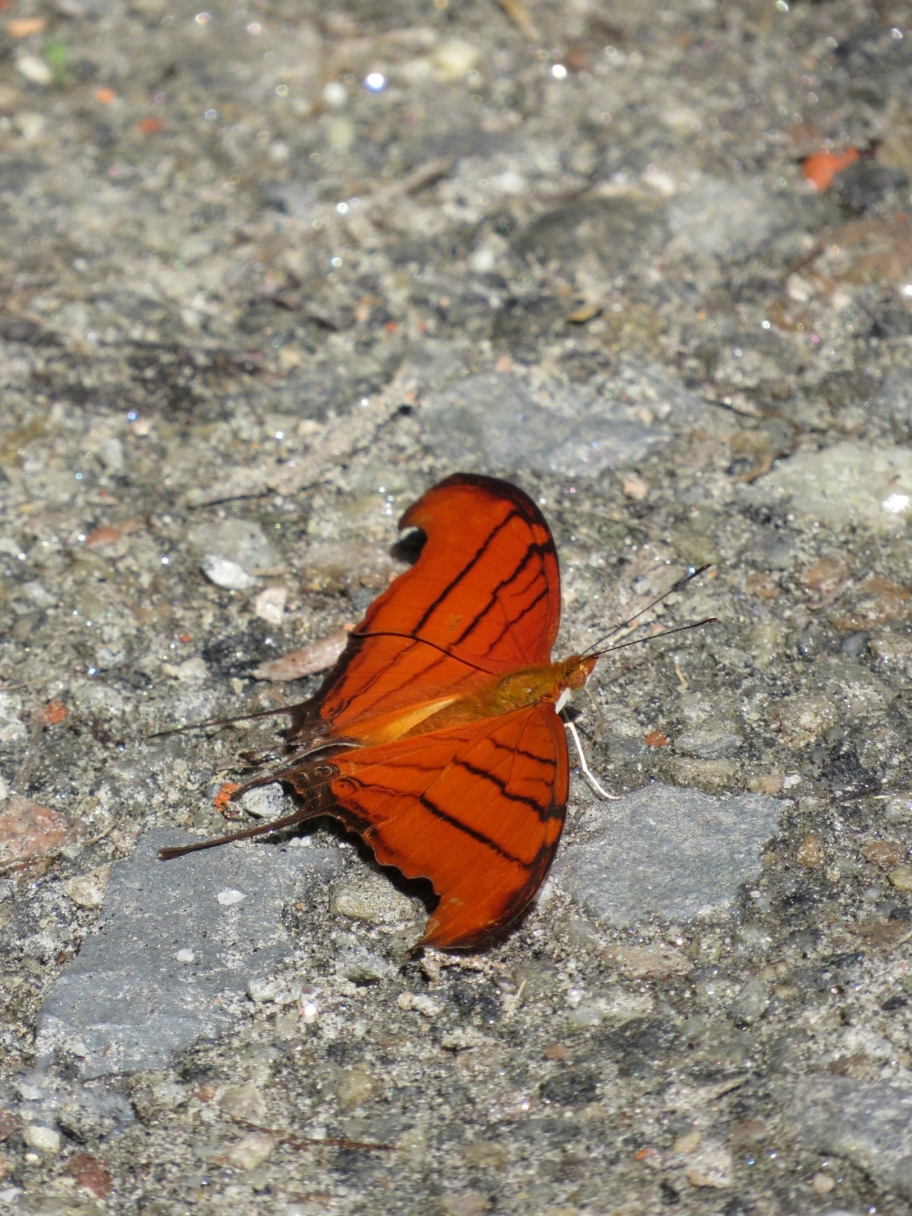 Borboleta-Asas-de-Punhal (Marpesia petreus), insetos, fotografado em Maresias, São Sebastião