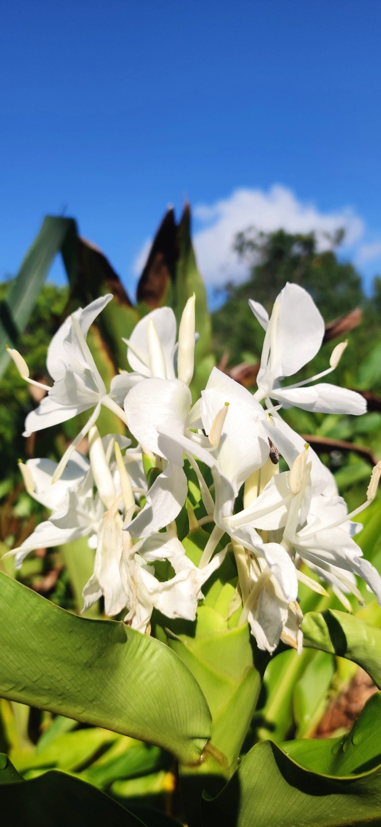 Lírio-do-brejo (Hedychium coronarium), plantas, fotografado em Maresias, São Sebastião
