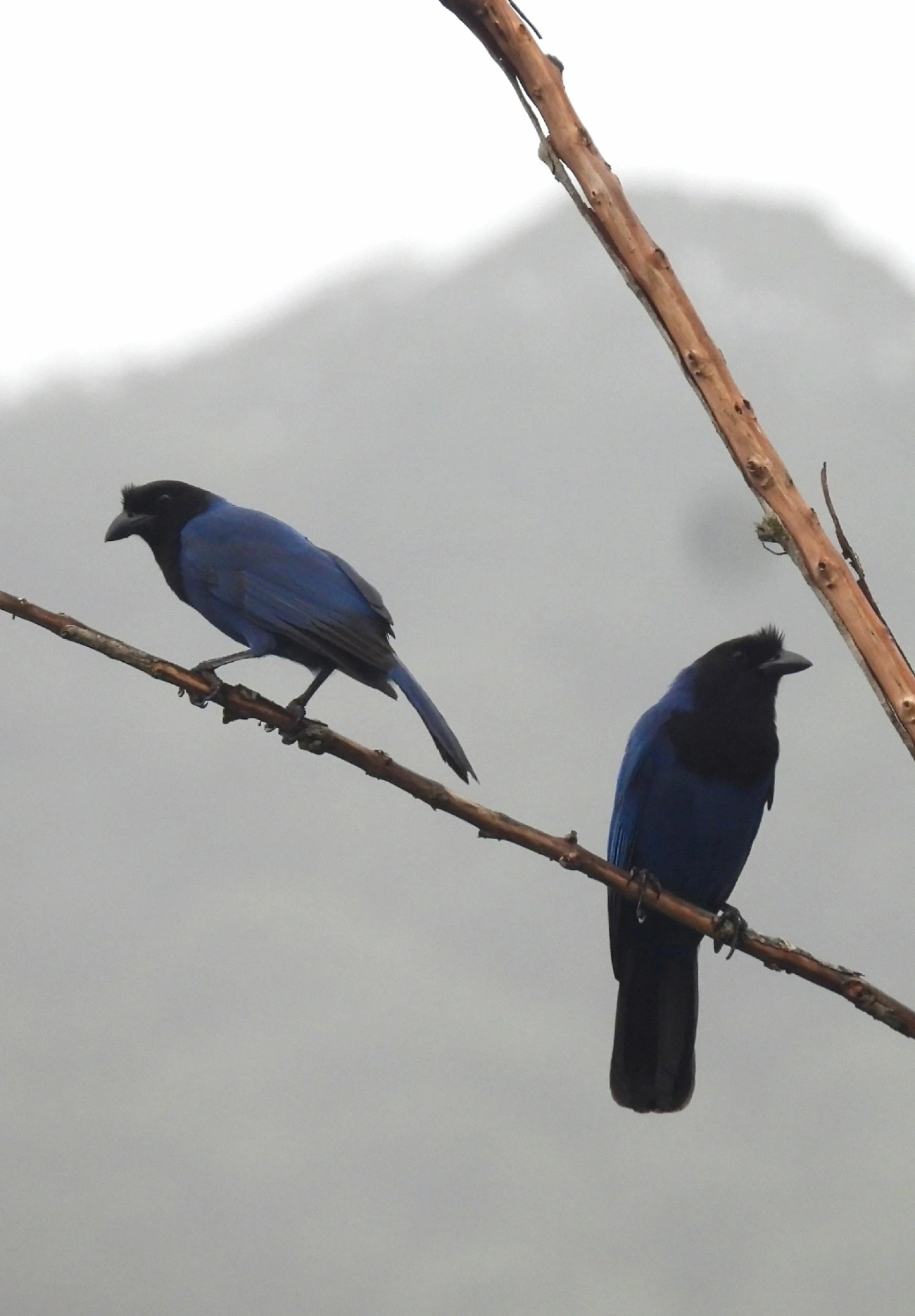 Gralha-azul (Cyanocorax caeruleus), aves, fotografado em Cananéia