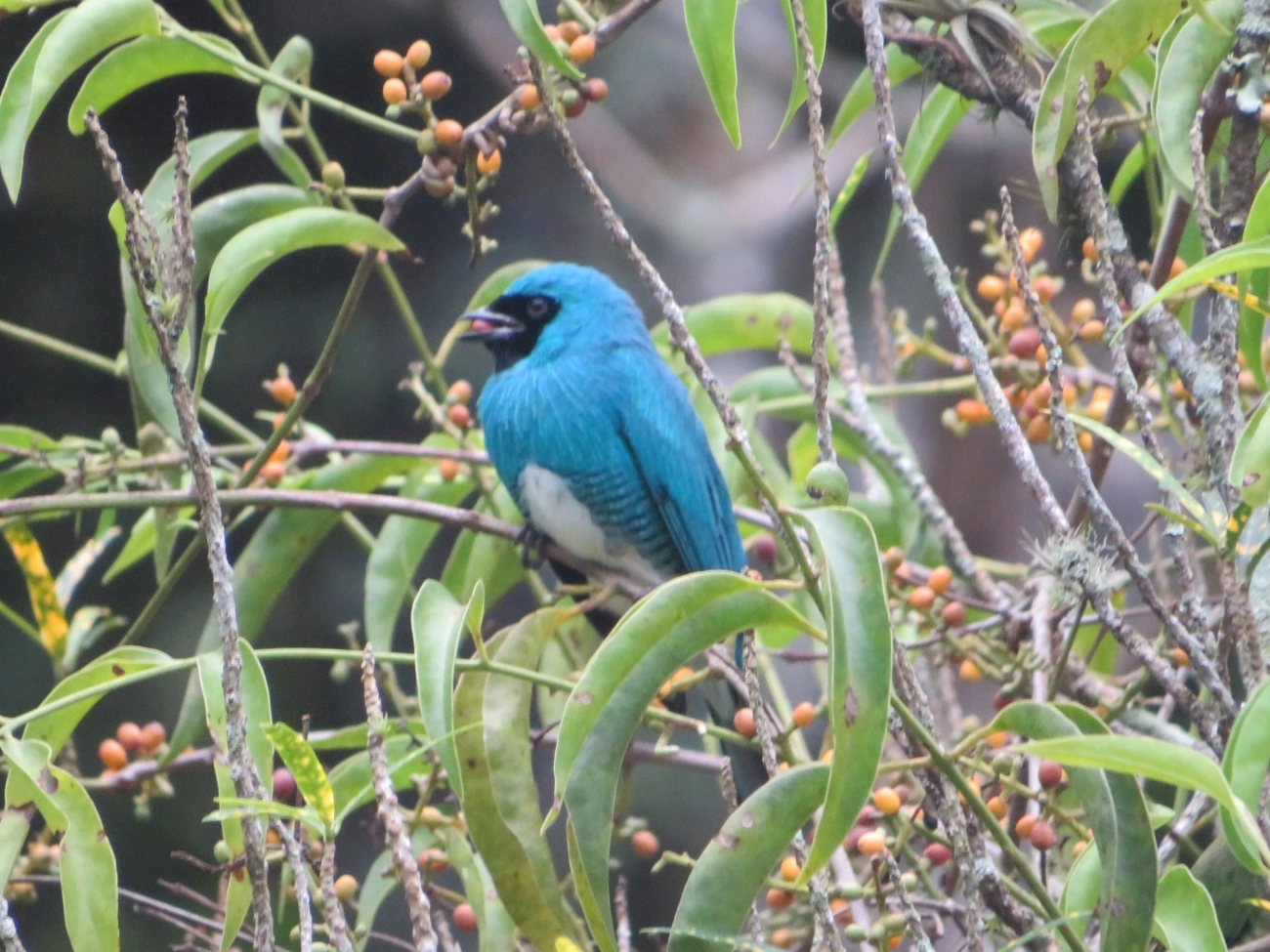 Saí-andorinha (Tersina viridis), aves, fotografado em Maresias, São Sebastião
