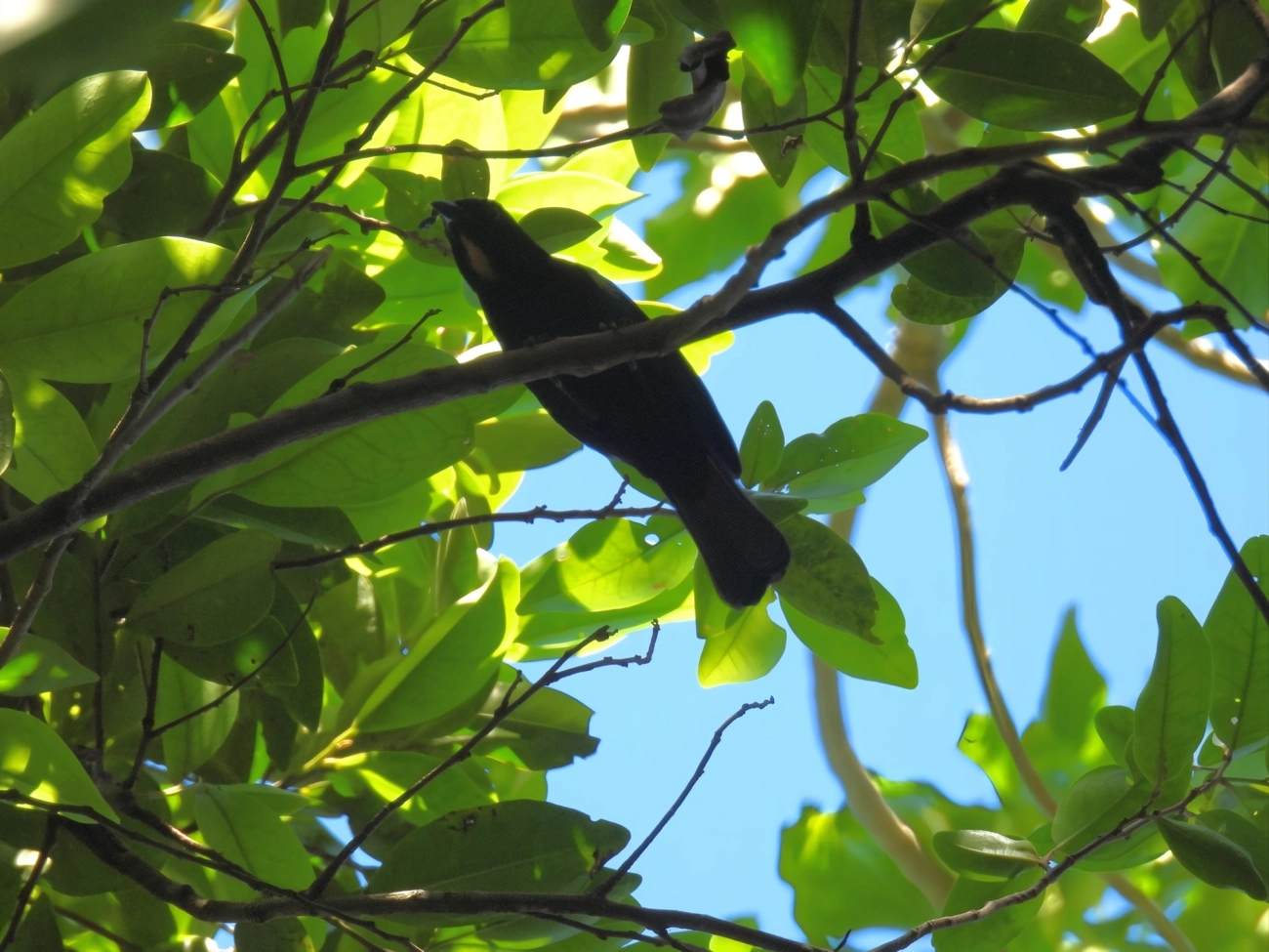 Tiê-galo (Loriotus cristatus), aves, fotografado em Maresias, São Sebastião