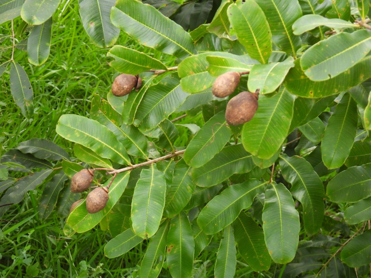Pacari (Lafoensia pacari), plantas, fotografado em Indaiá, Caraguatatuba