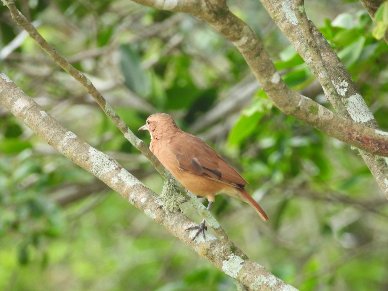 João-de-barro (Furnarius rufus), aves, fotografado em Indaiá, Caraguatatuba