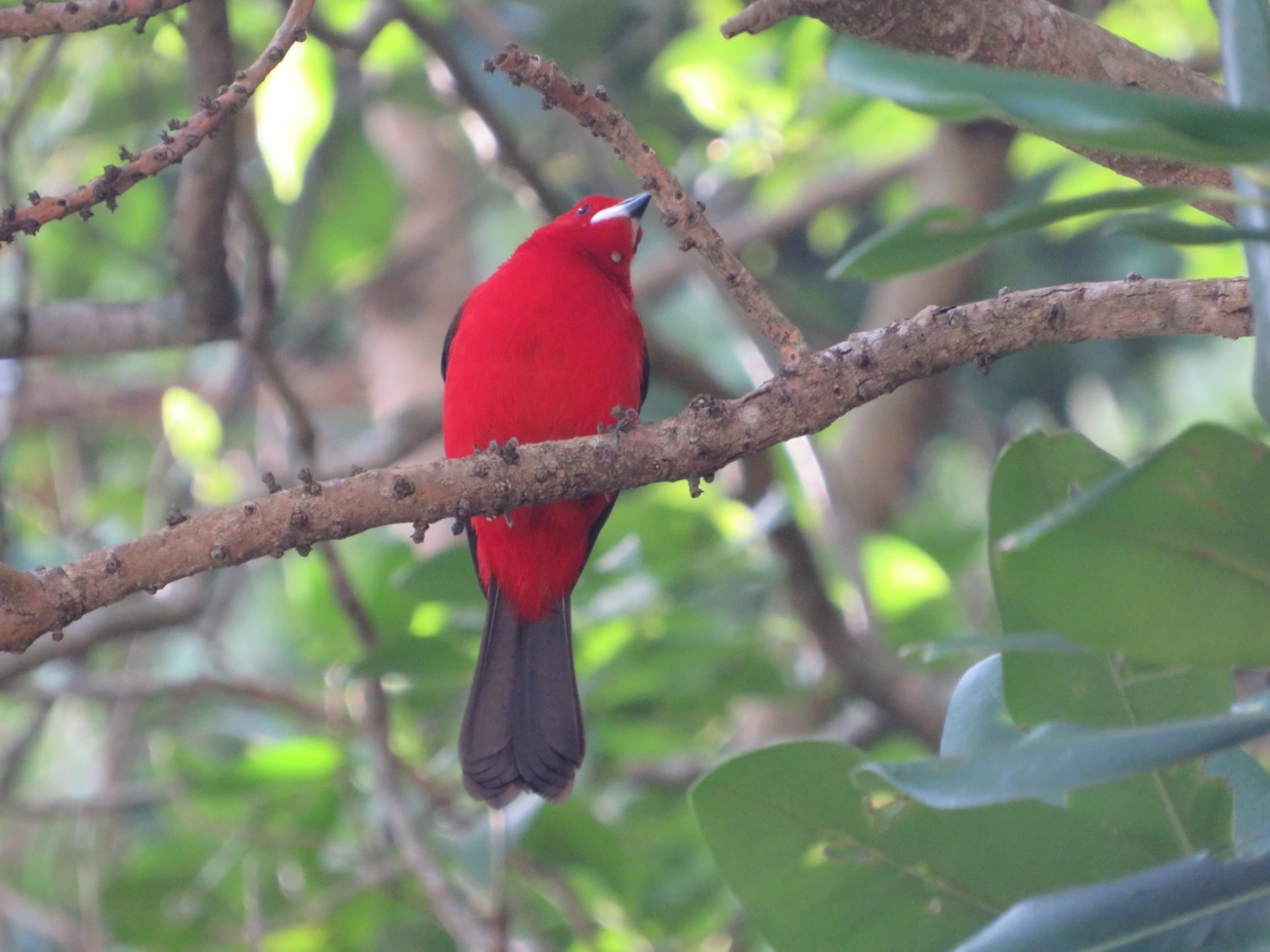 Tiê-sangue (Ramphocelus bresilius), aves, fotografado em Maresias, São Sebastião