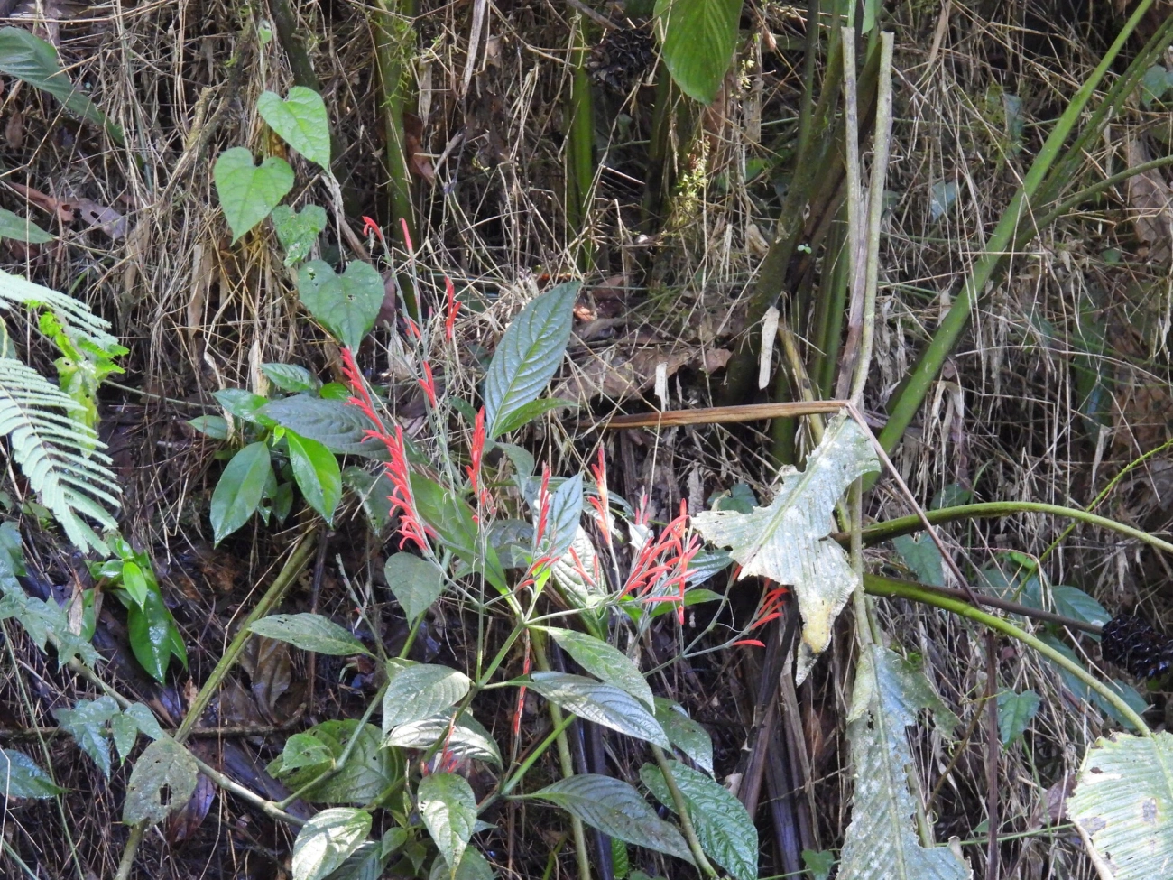 Justiciinae, plantas, fotografado em Resende