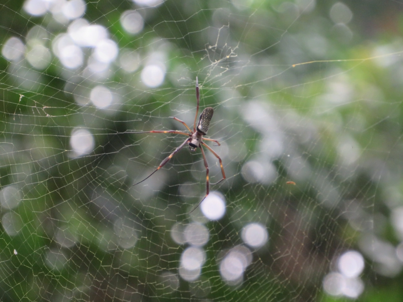 Aranha-de-teia-dourada (Trichonephila clavipes), aracnídeos, fotografado em Maresias, São Sebastião