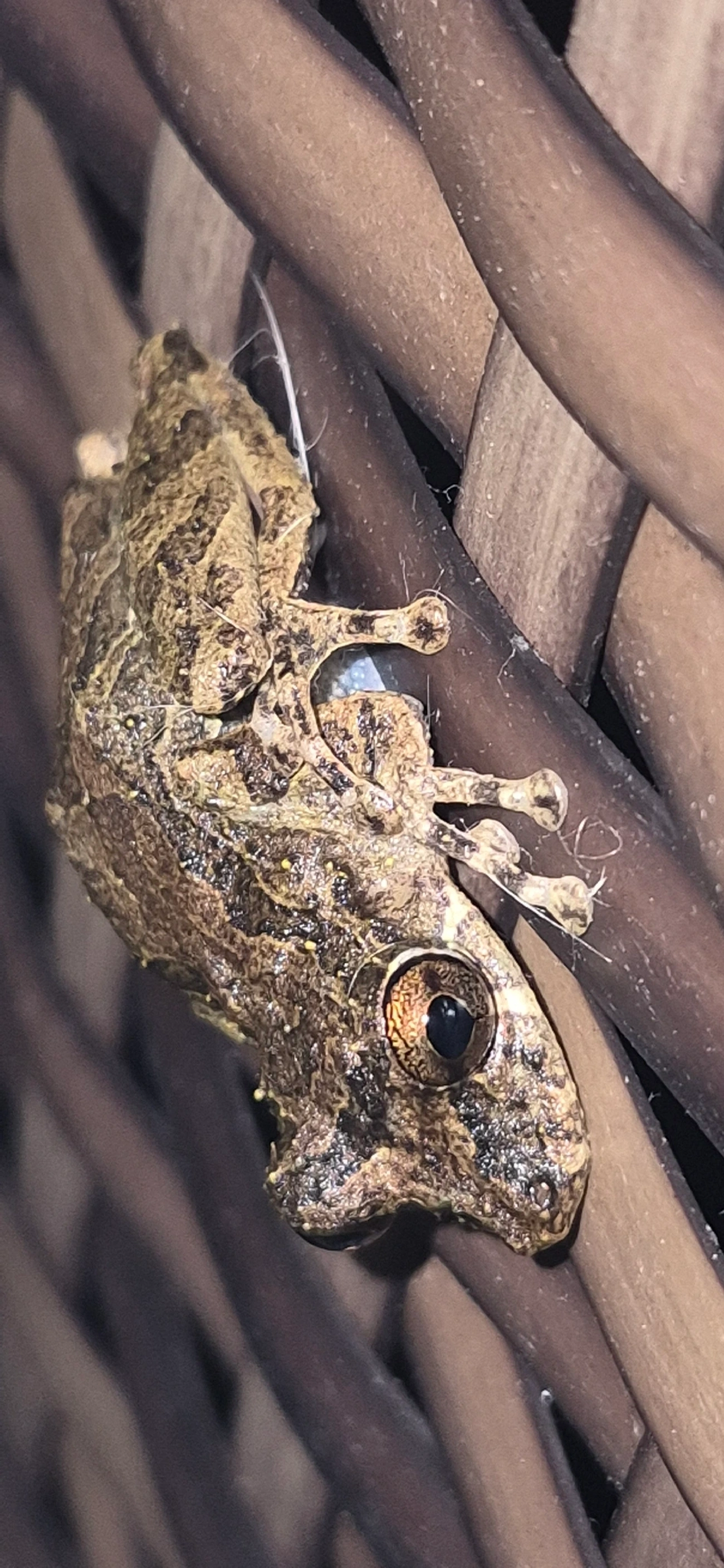 Perereca-do-litoral (Ololygon littoralis), anfíbios, fotografado em Maresias, São Sebastião