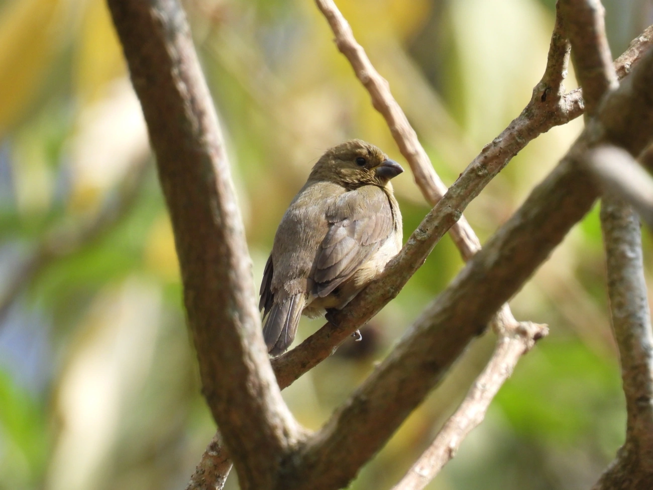 Coleirinho (Sporophila caerulescens), aves, fotografado em Rodovia BR 354, Itamonte