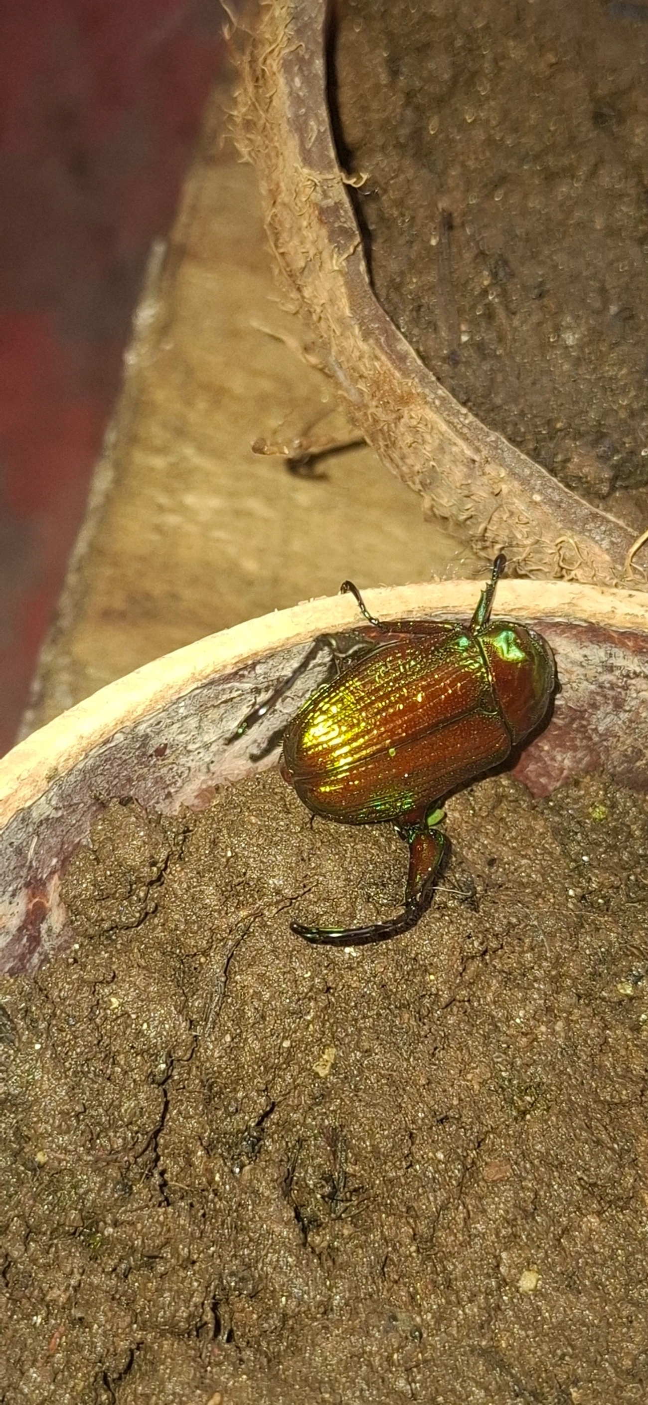 Pelidnota kirbyi, insetos, fotografado em Paúba, São Sebastião