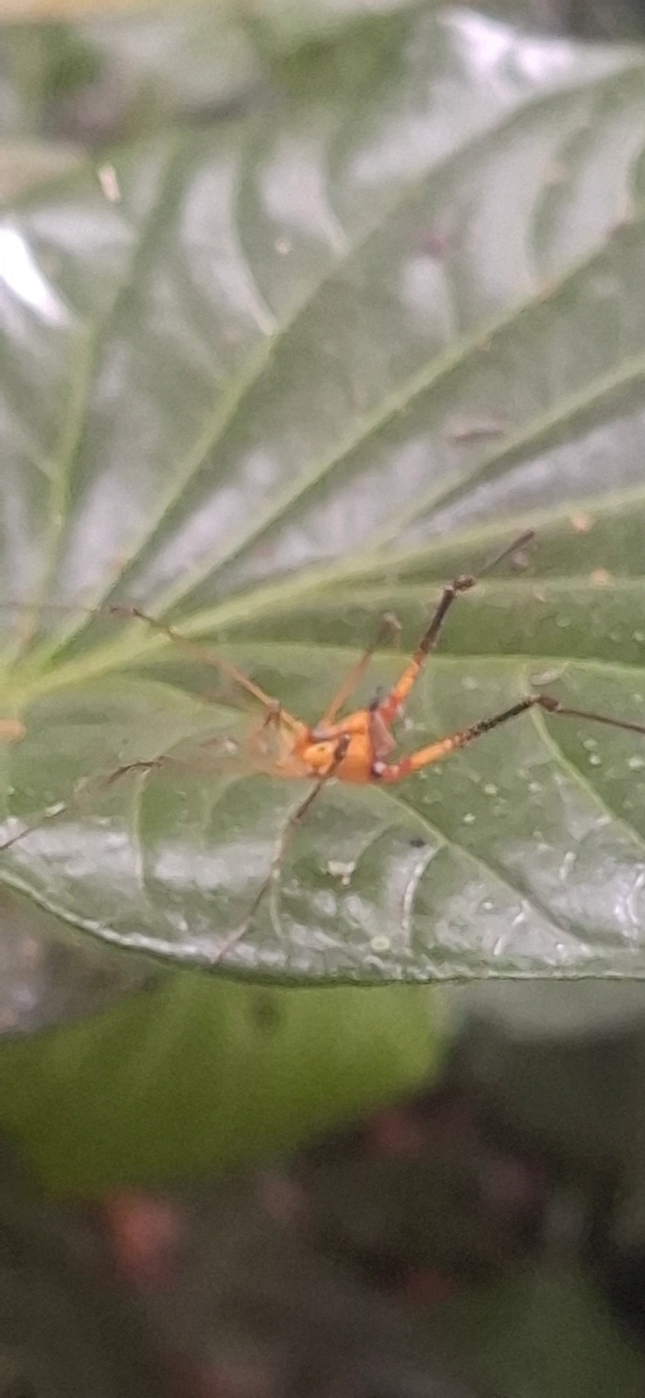 Opilião (Progonyleptoidellus striatus), aracnídeos, fotografado em Maresias, São Sebastião