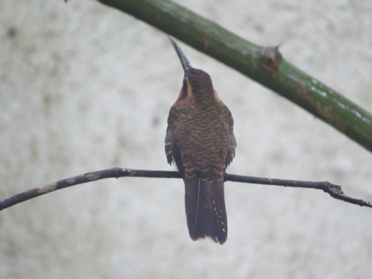 Beija-flor-do-mato (Ramphodon naevius), aves, fotografado em São Sebastião