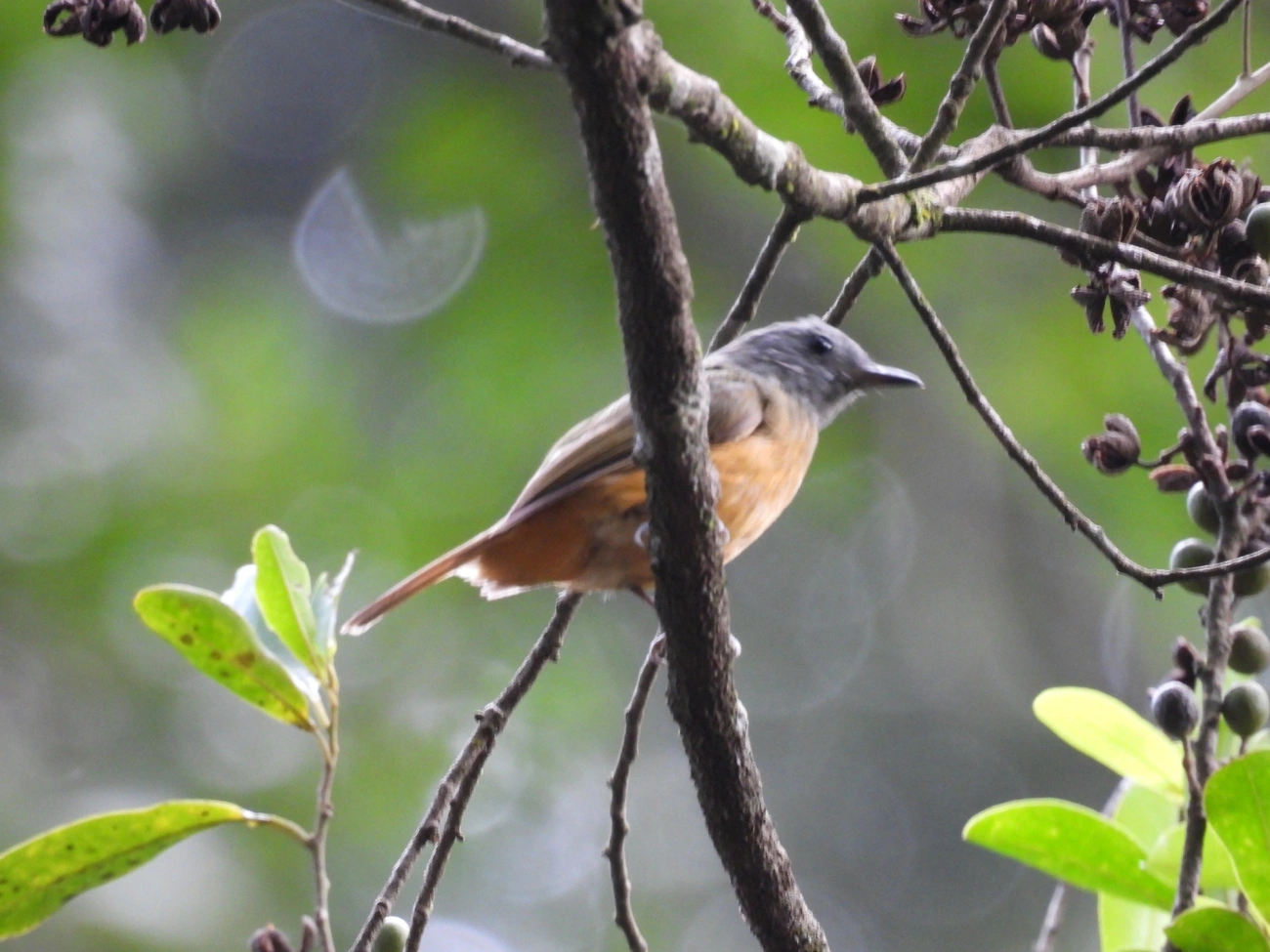 Abre-asa-de-cabeça-cinza (Mionectes rufiventris), aves, fotografado em Cabreúva